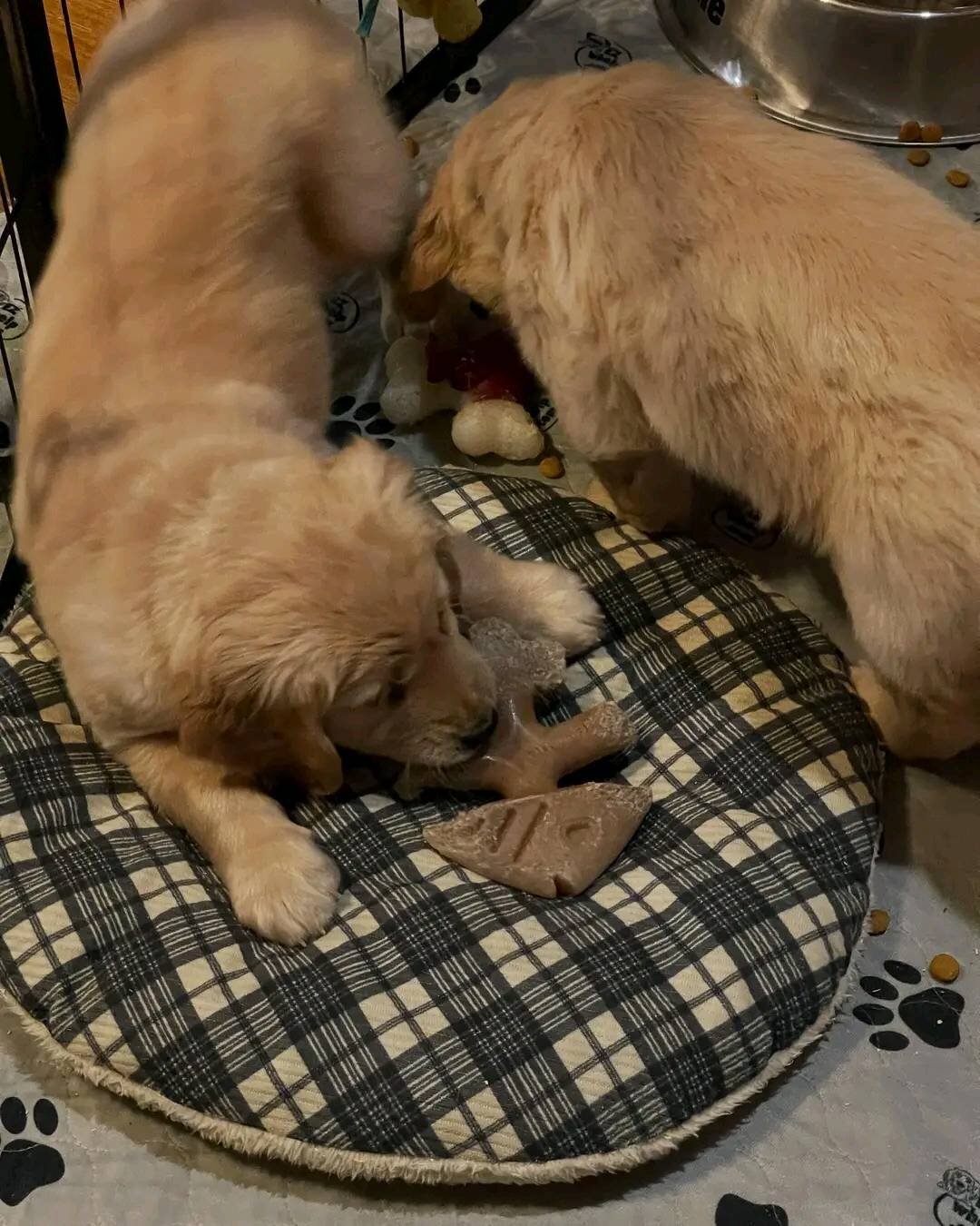 Sweet Golden Retriever Puppies for Rehoming image 2