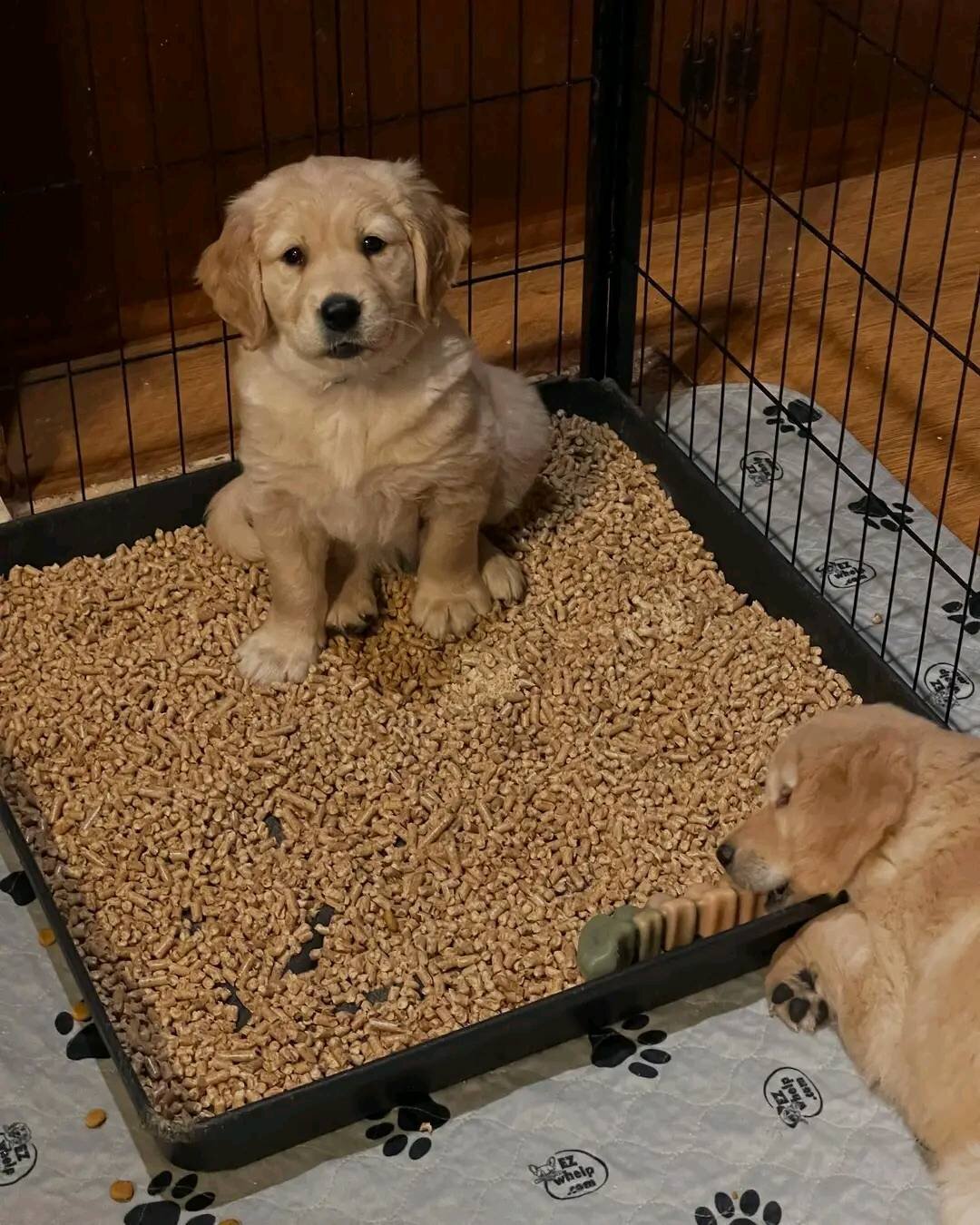 Sweet Golden Retriever Puppies for Rehoming image 1