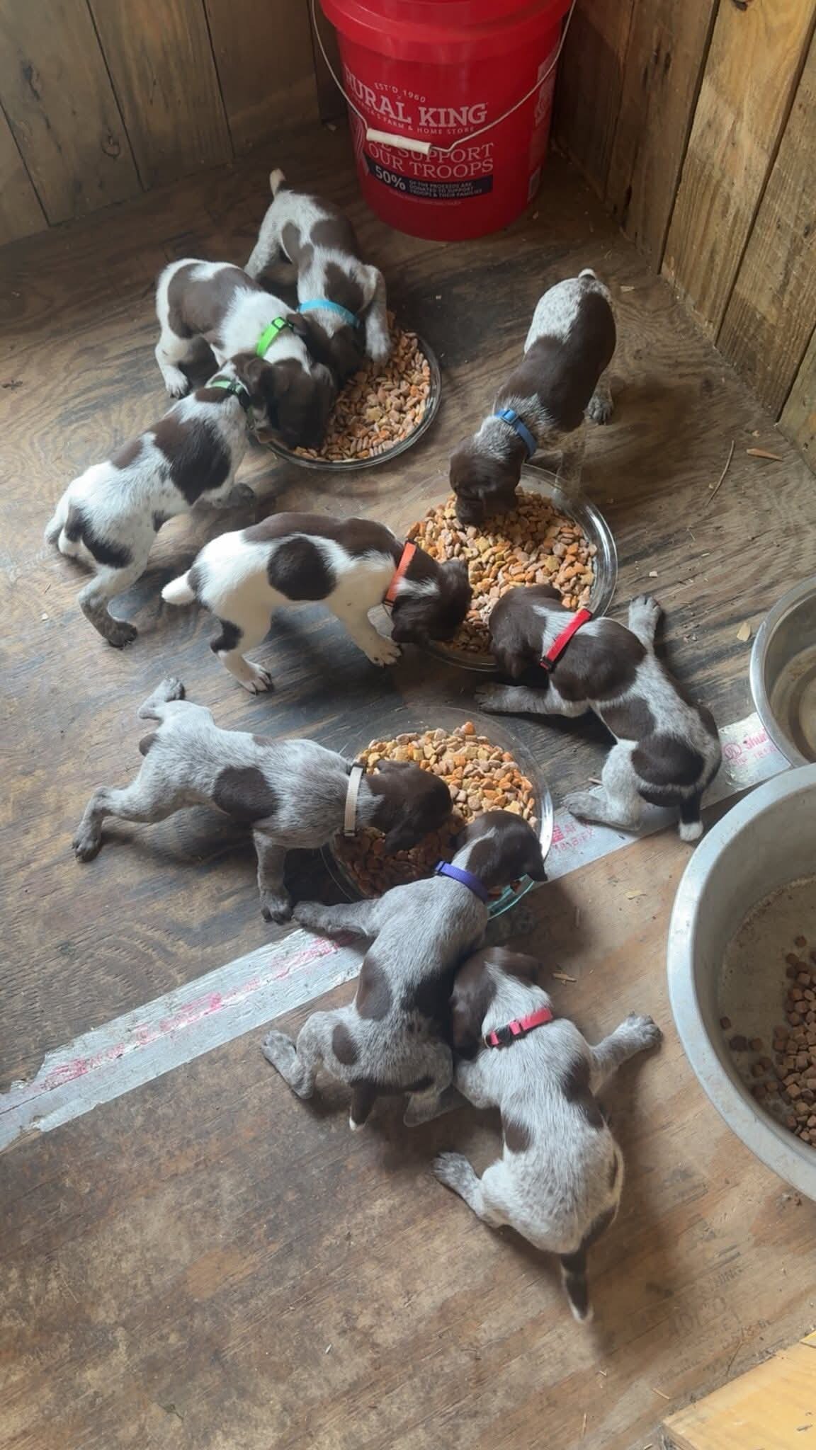 German Shorthaired Pointer Puppies image 1