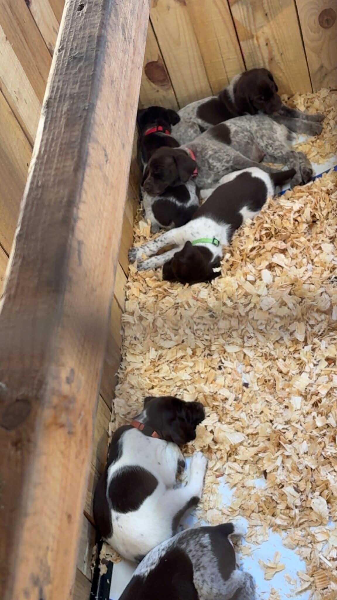 German Shorthaired Pointer Puppies image 2