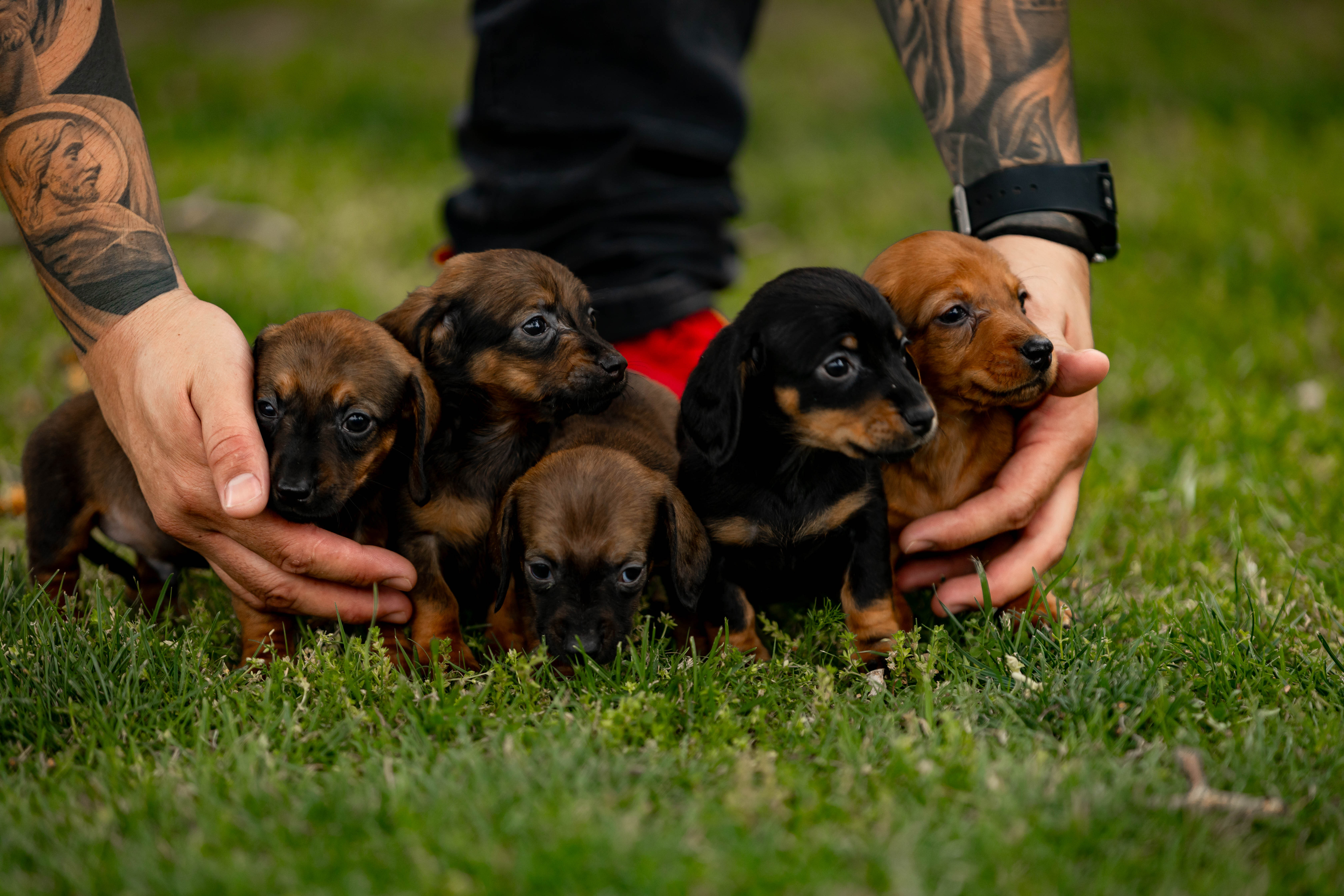 Dachshund image 1