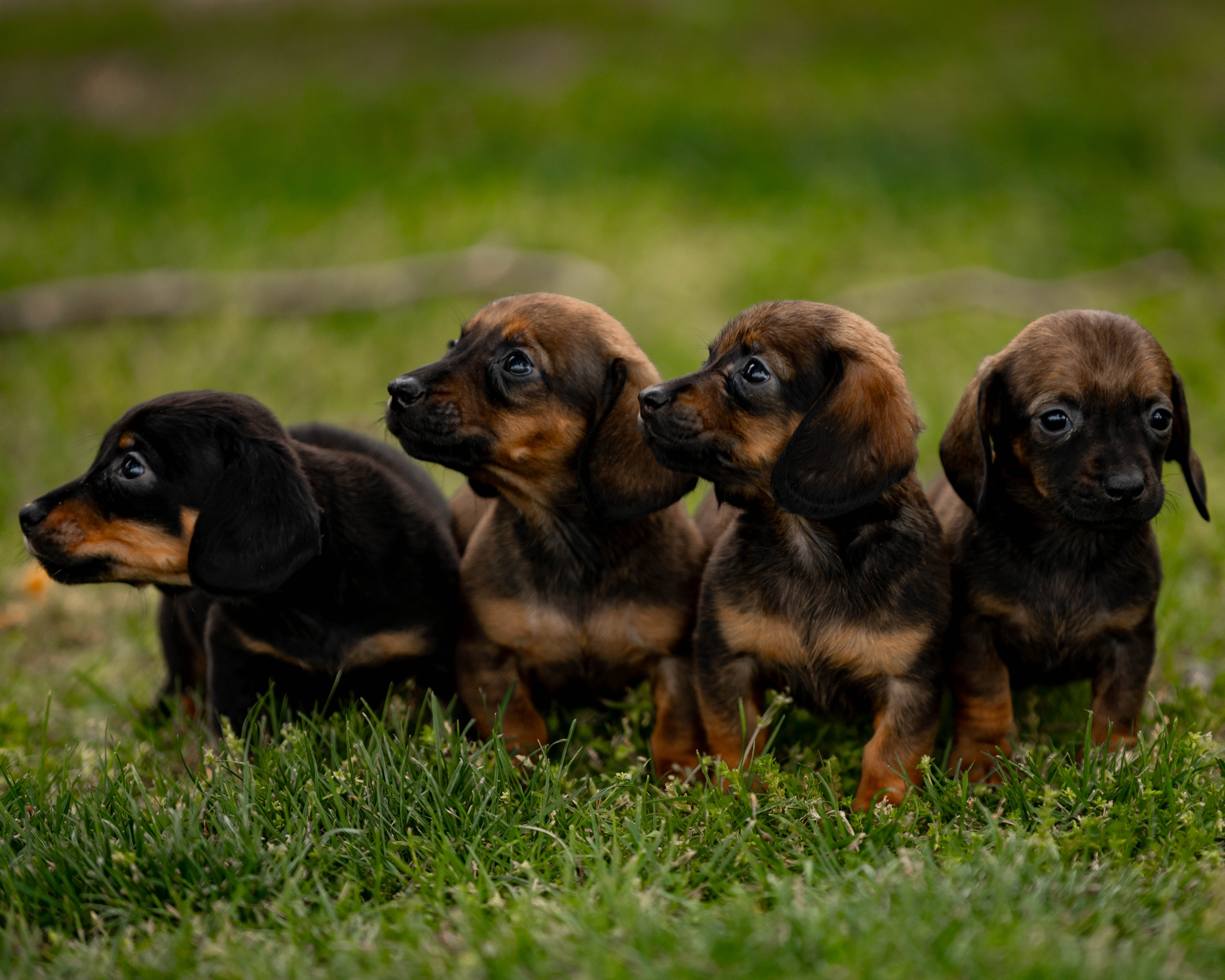Dachshund image 2