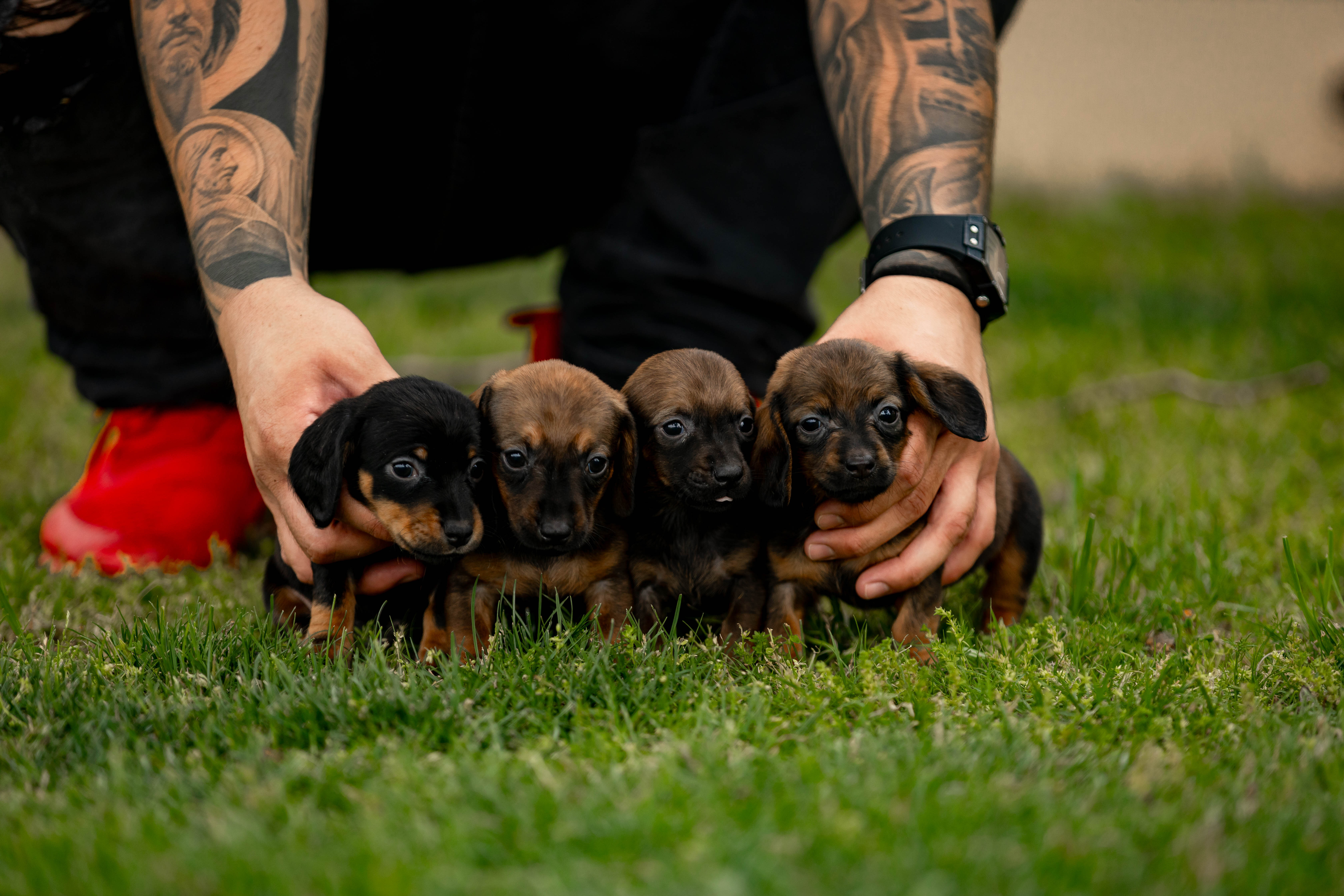 Dachshund image 3