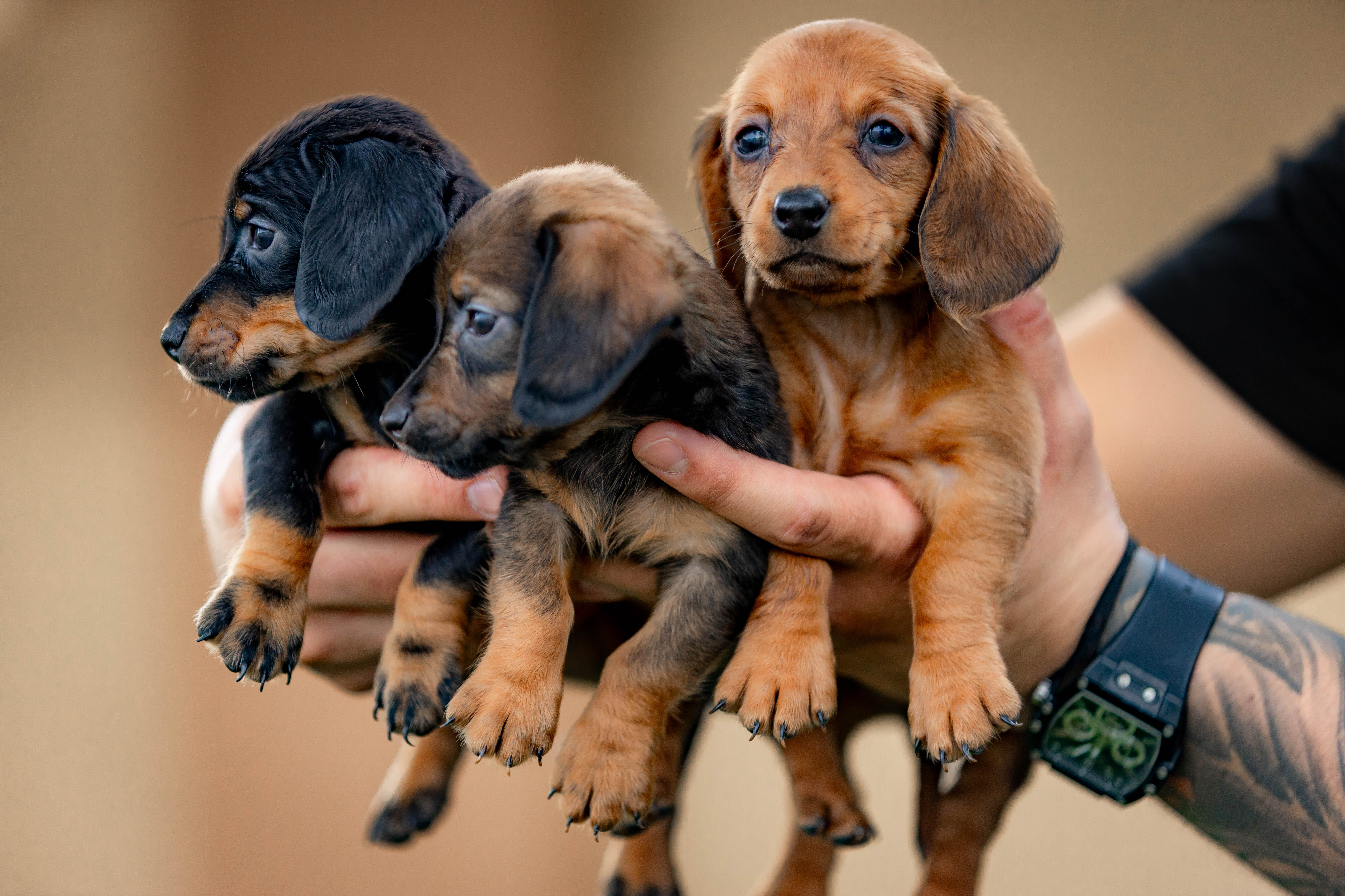 Dachshund image 4