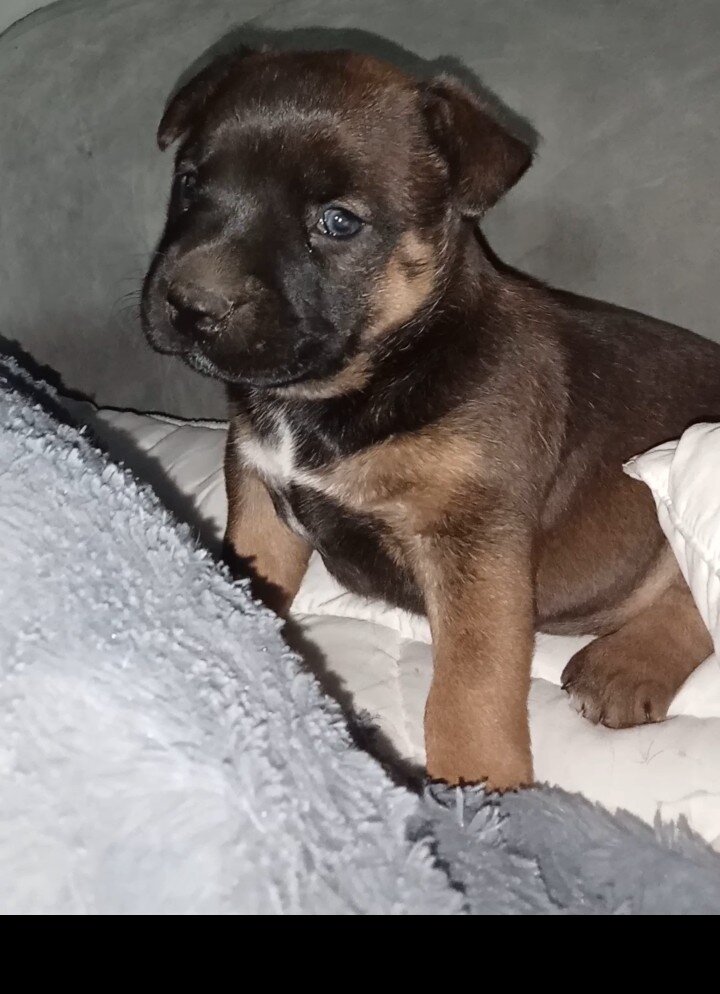 Puppy image 1