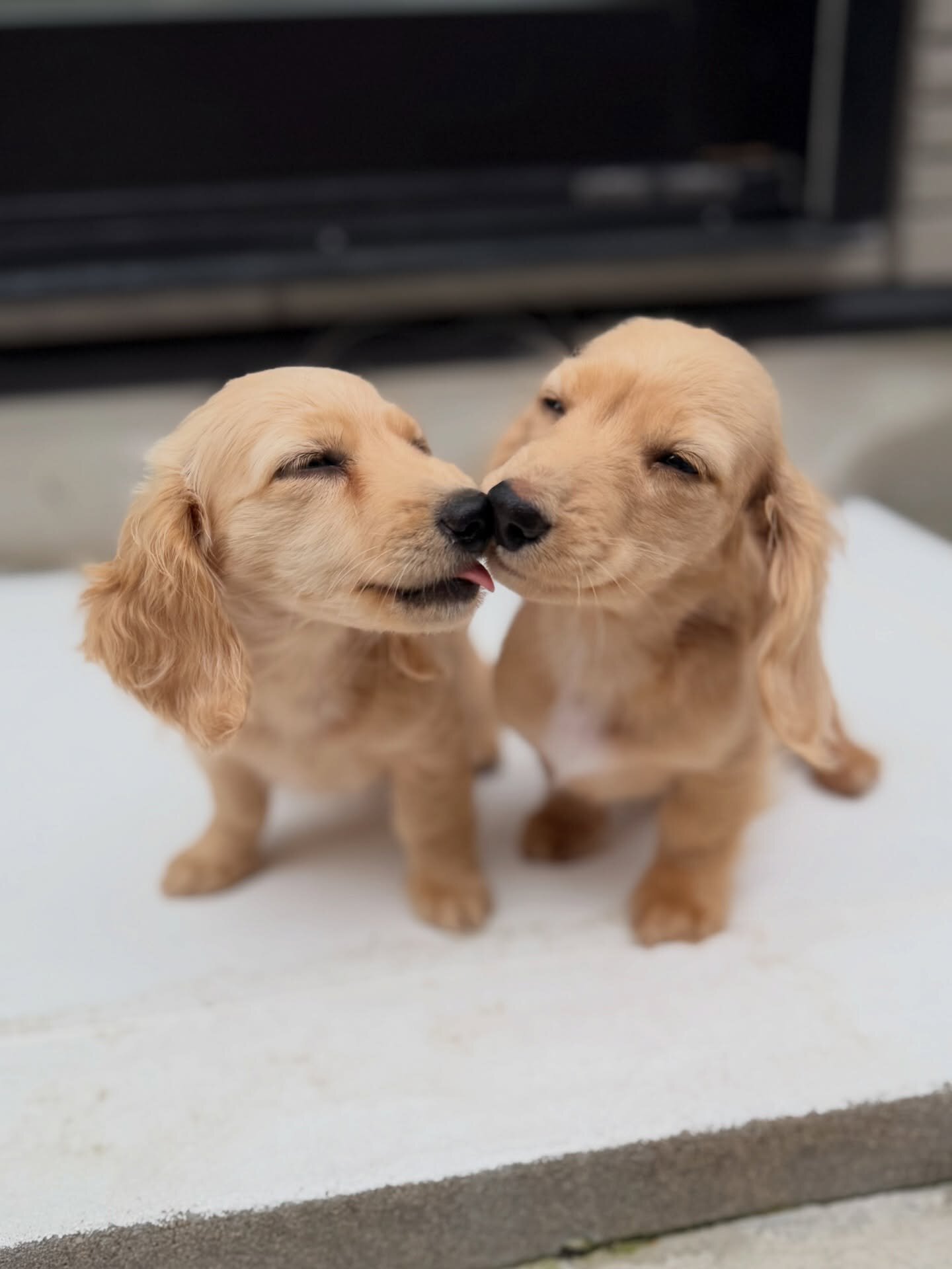Dachshunds puppies image 4