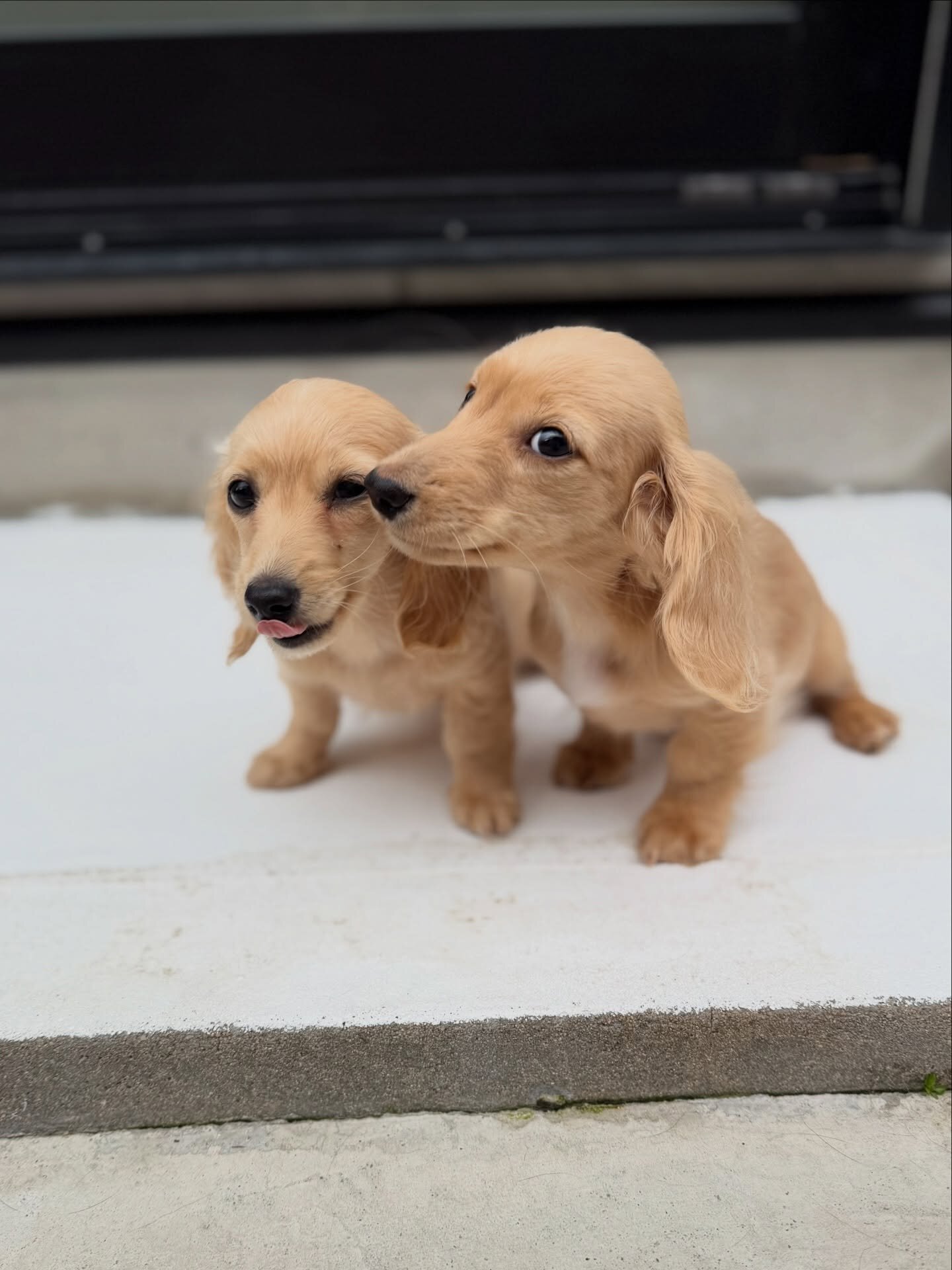 Dachshunds puppies image 3