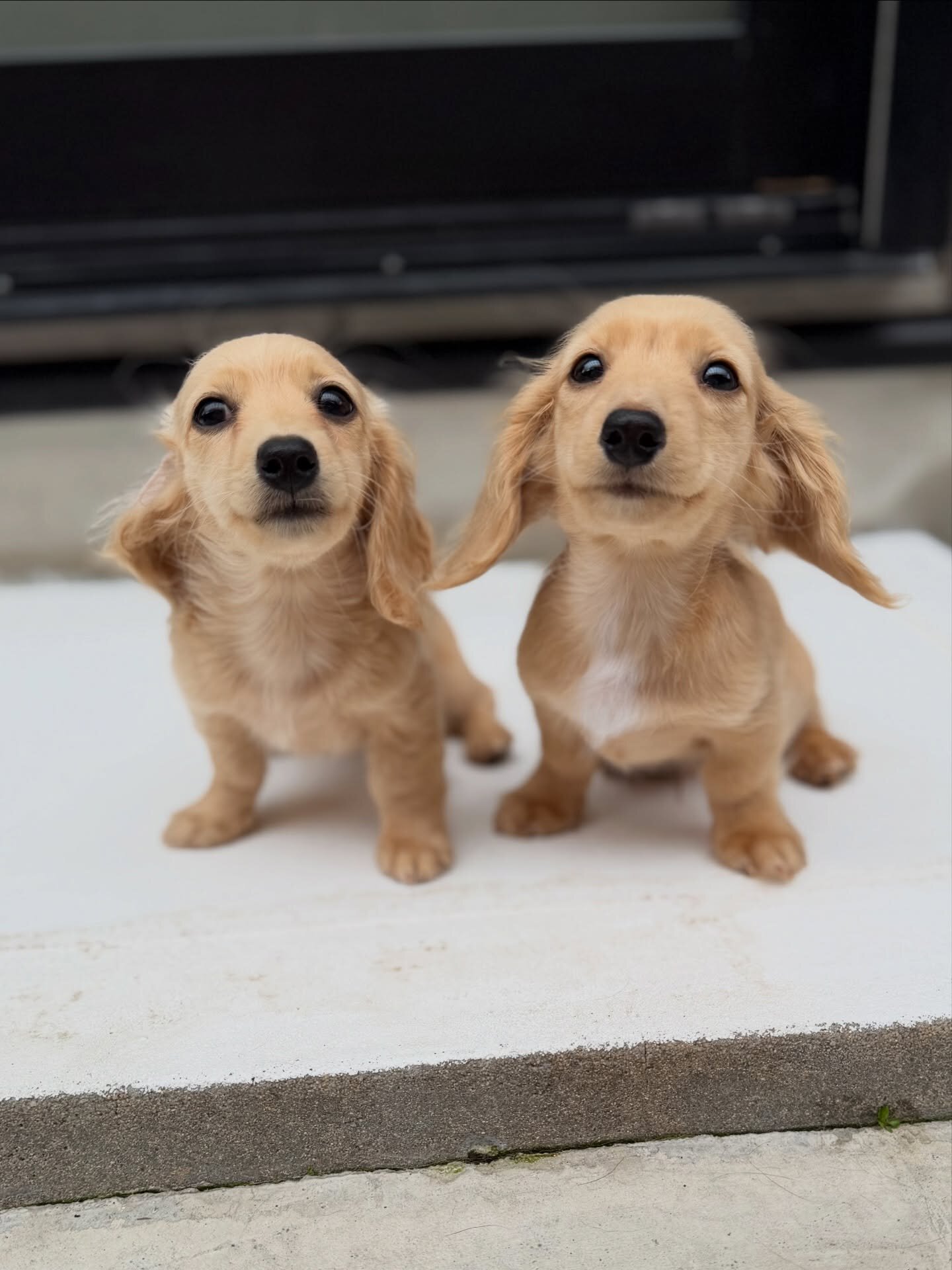 Dachshunds puppies image 5