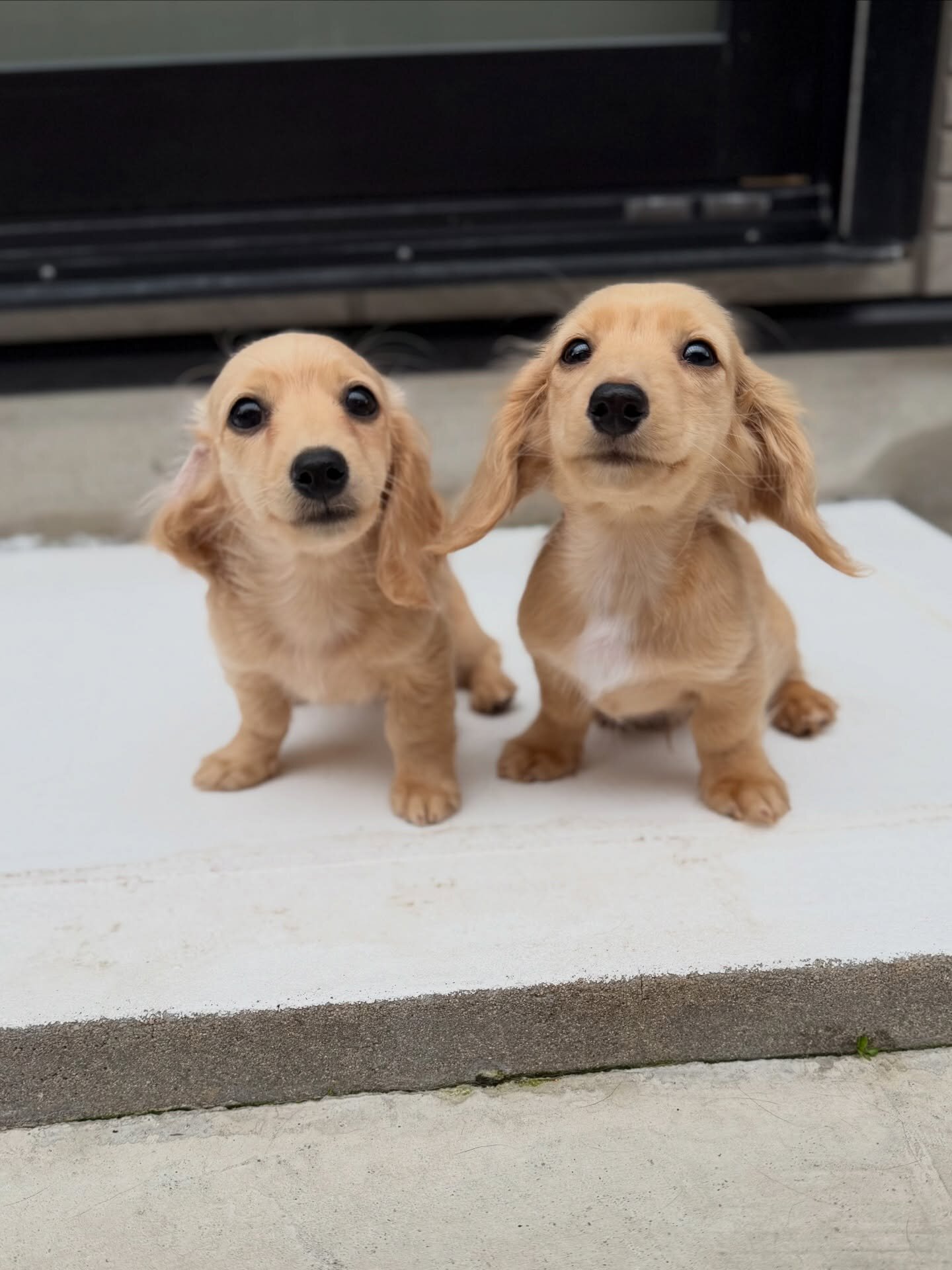 Dachshunds puppies image 1