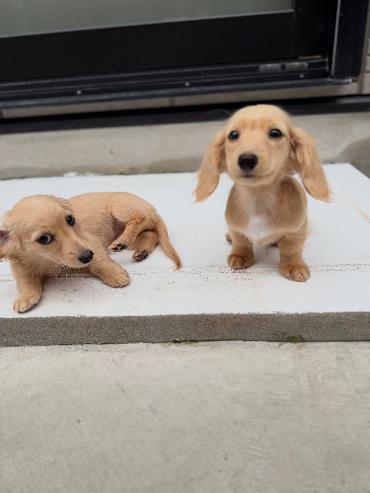 Dachshunds puppies image 7