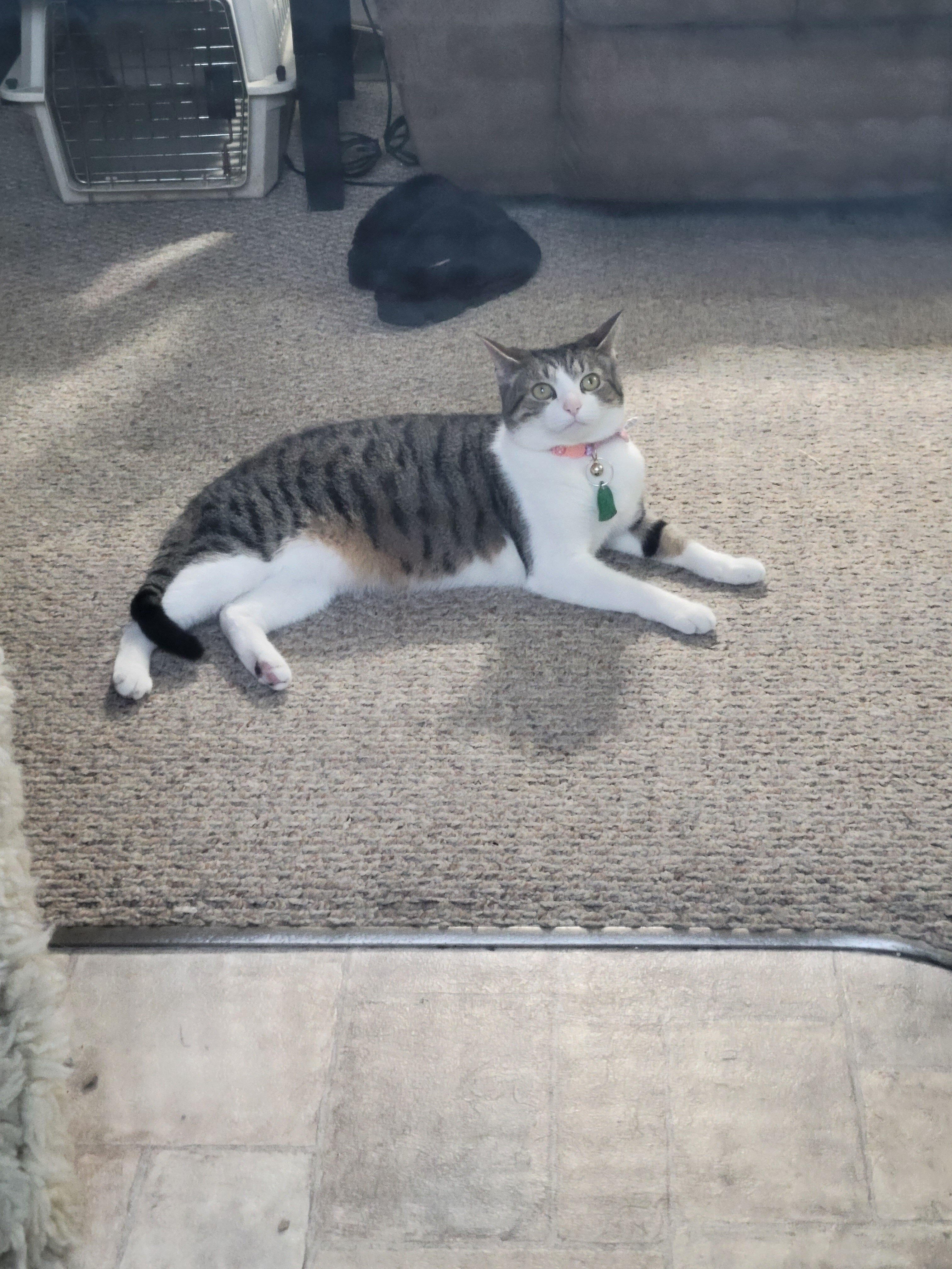 Free to good home!! Needs rehoming immediately!!! image 1