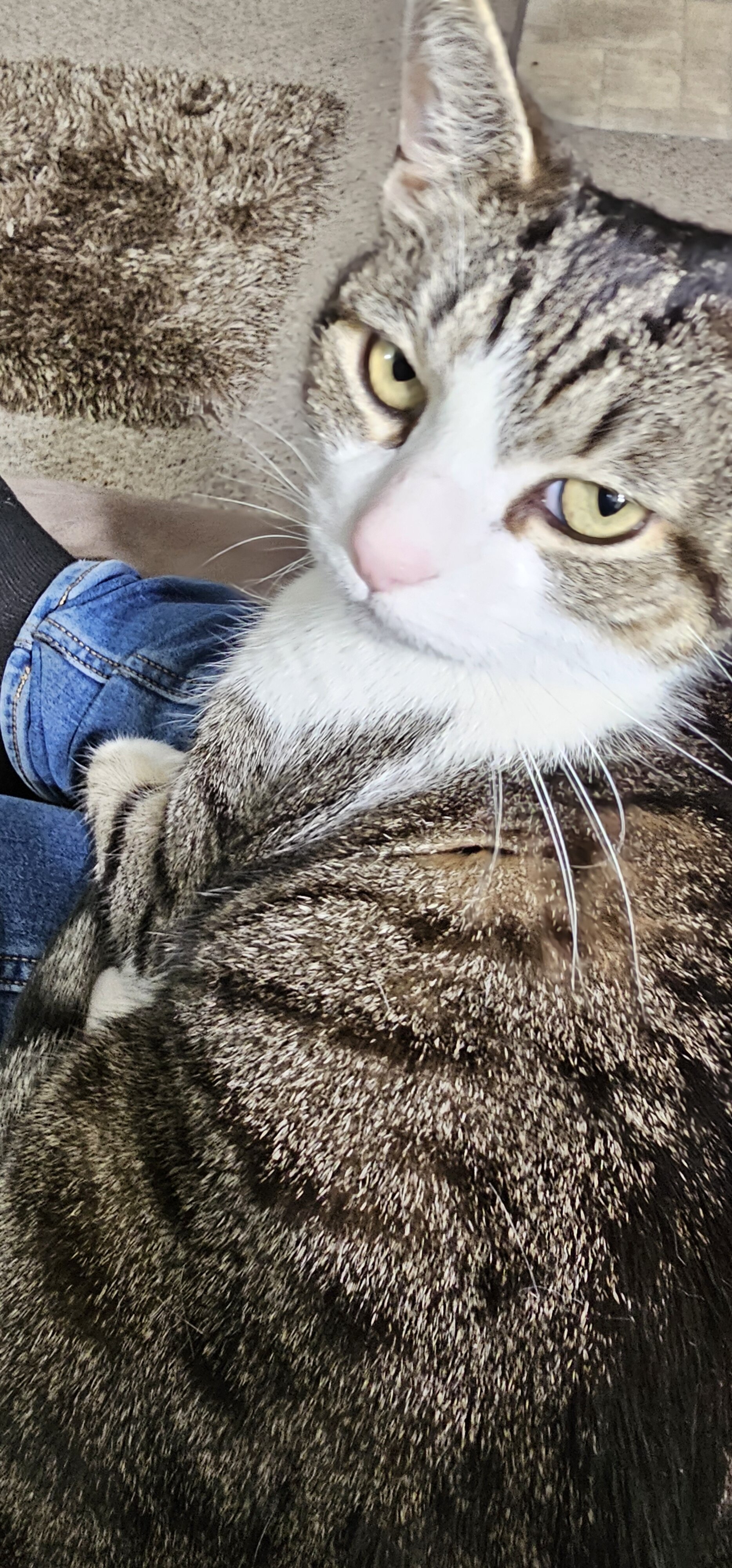 Free to good home!! Needs rehoming immediately!!! image 3
