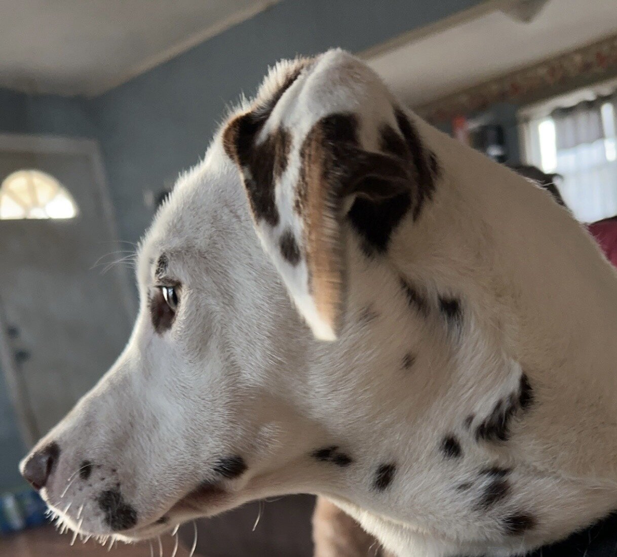 Dalmatian image 7