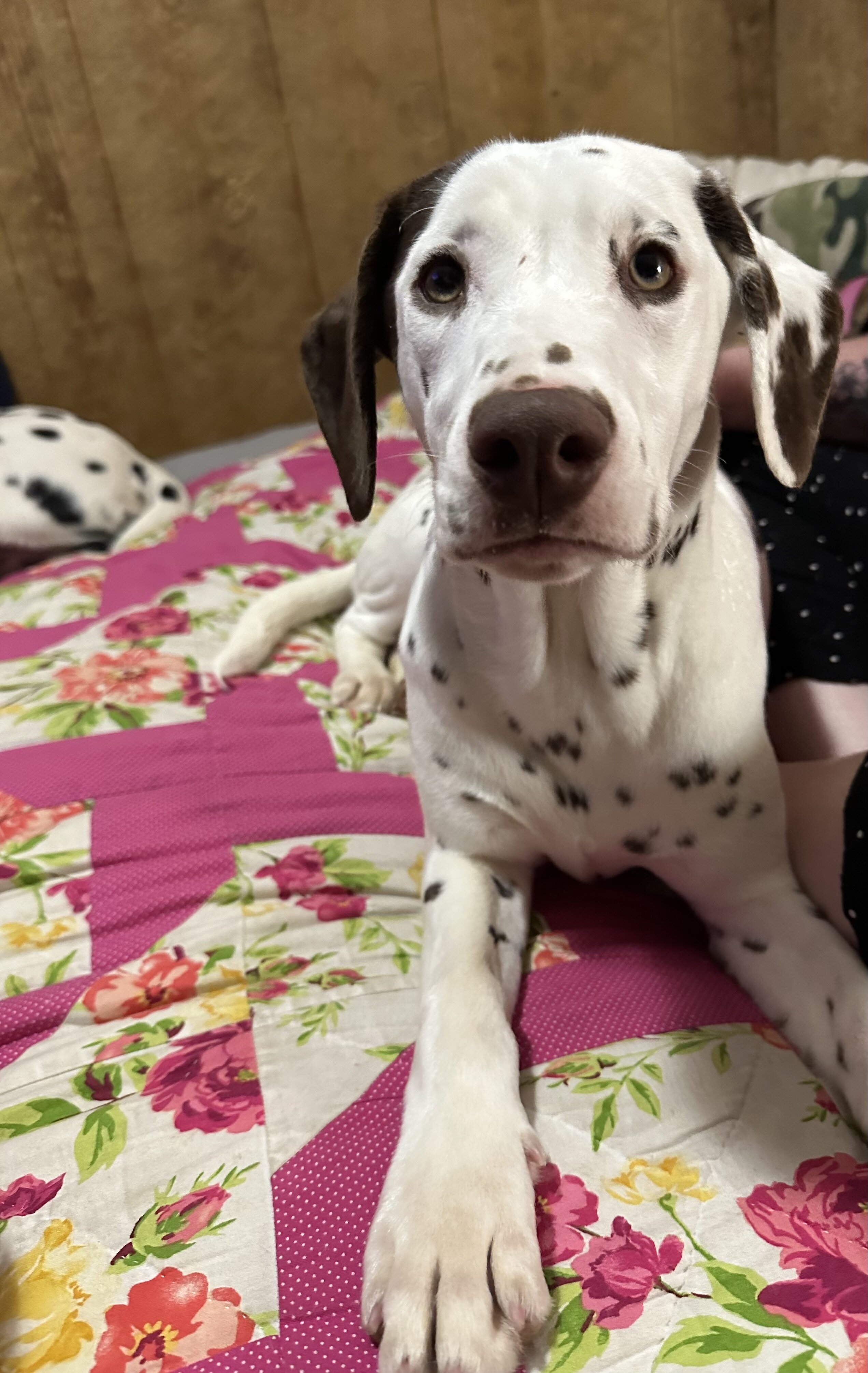 Dalmatian image 6