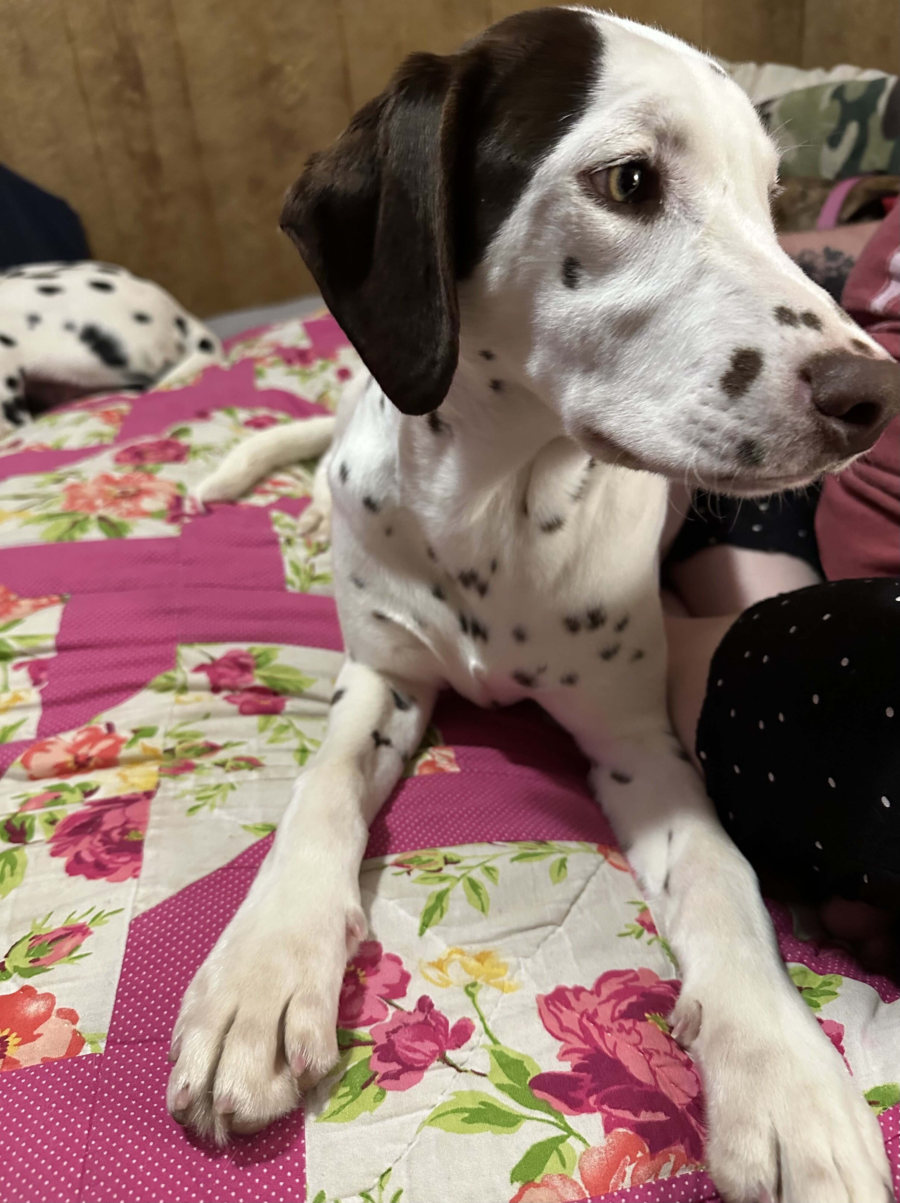 Dalmatian image 5