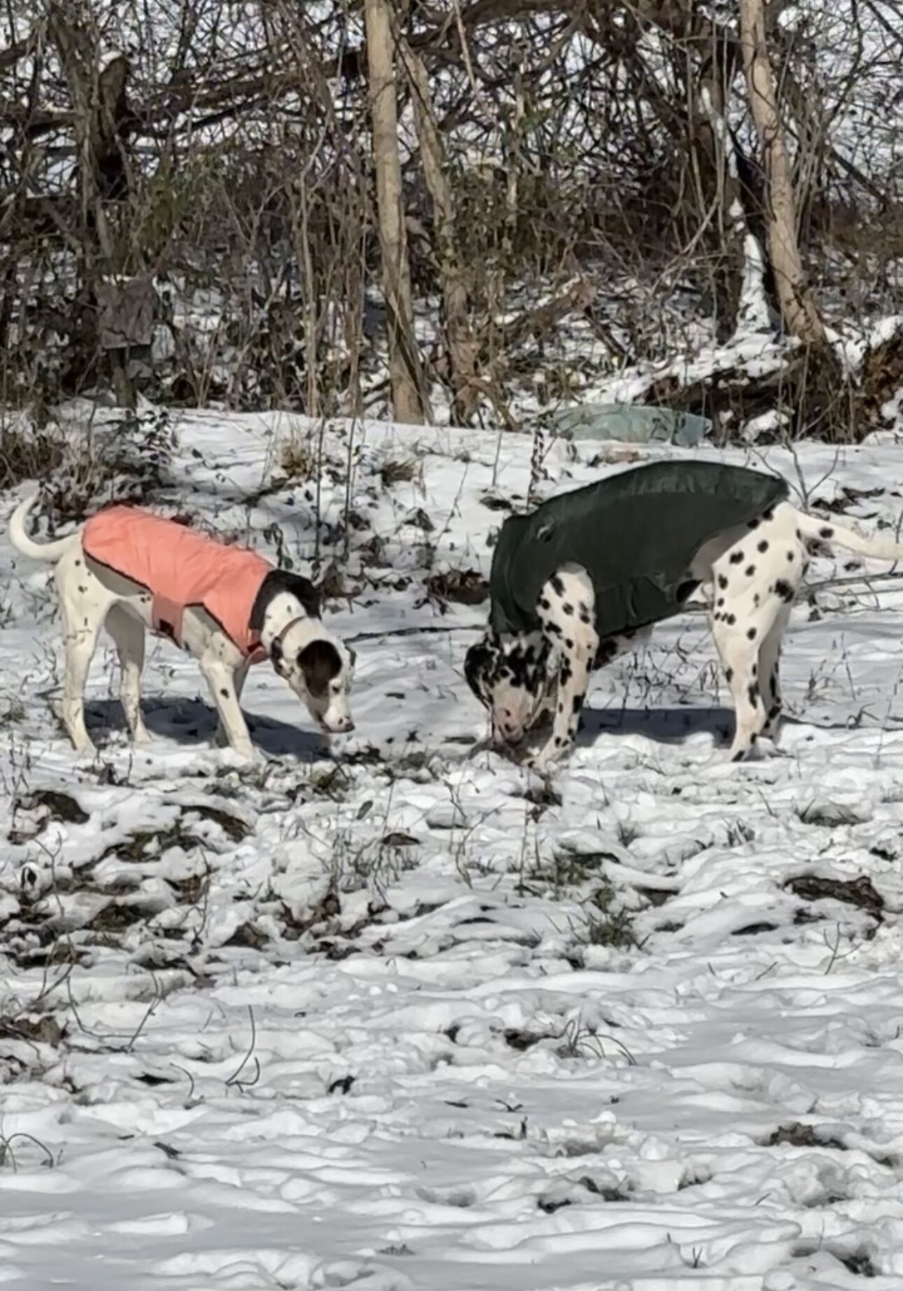 Dalmatian image 4
