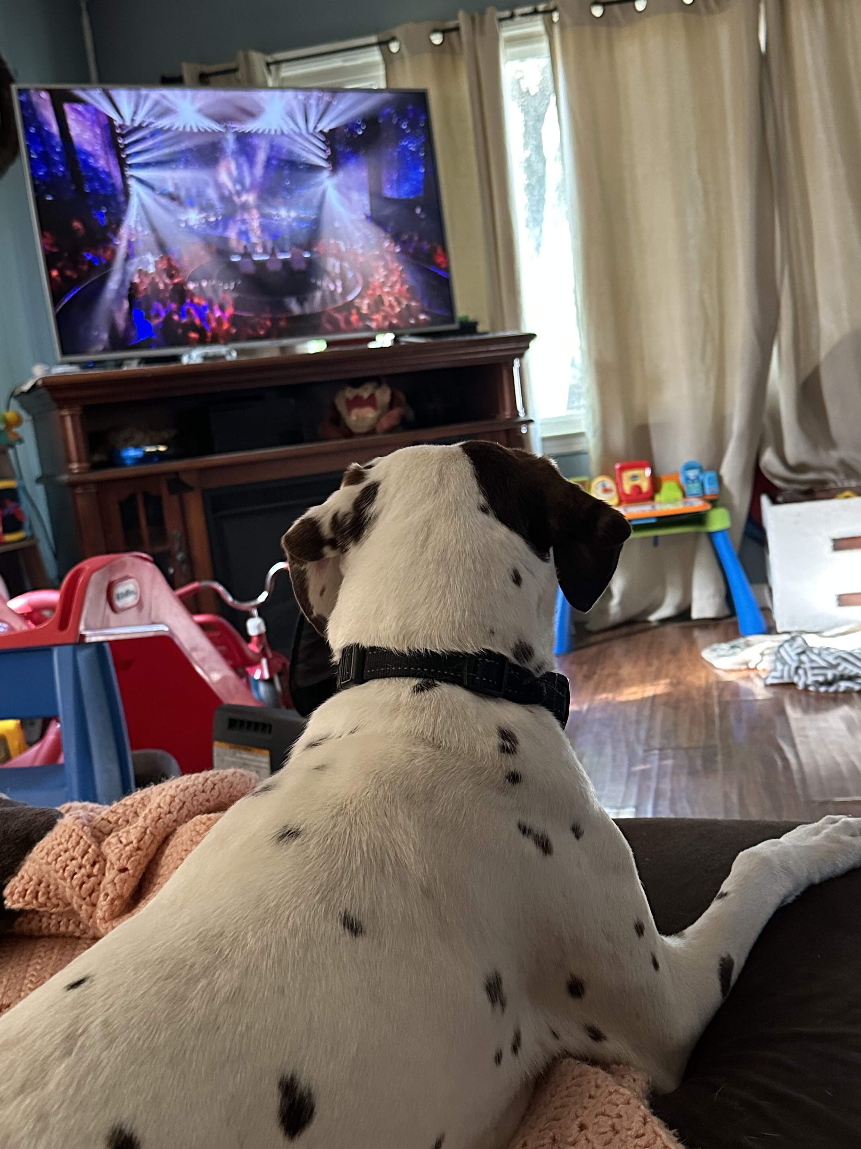 Dalmatian image 3