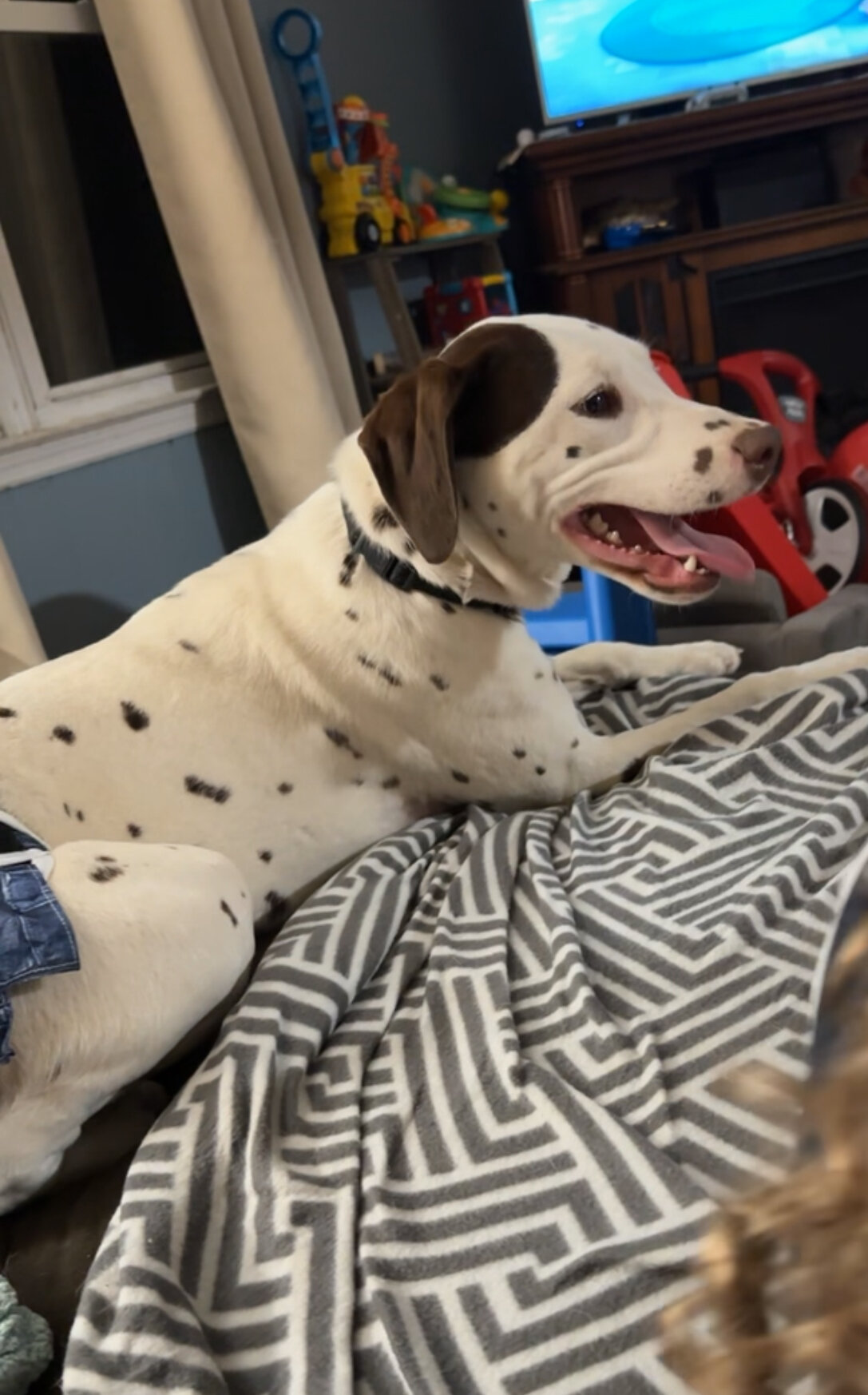 Dalmatian image 1