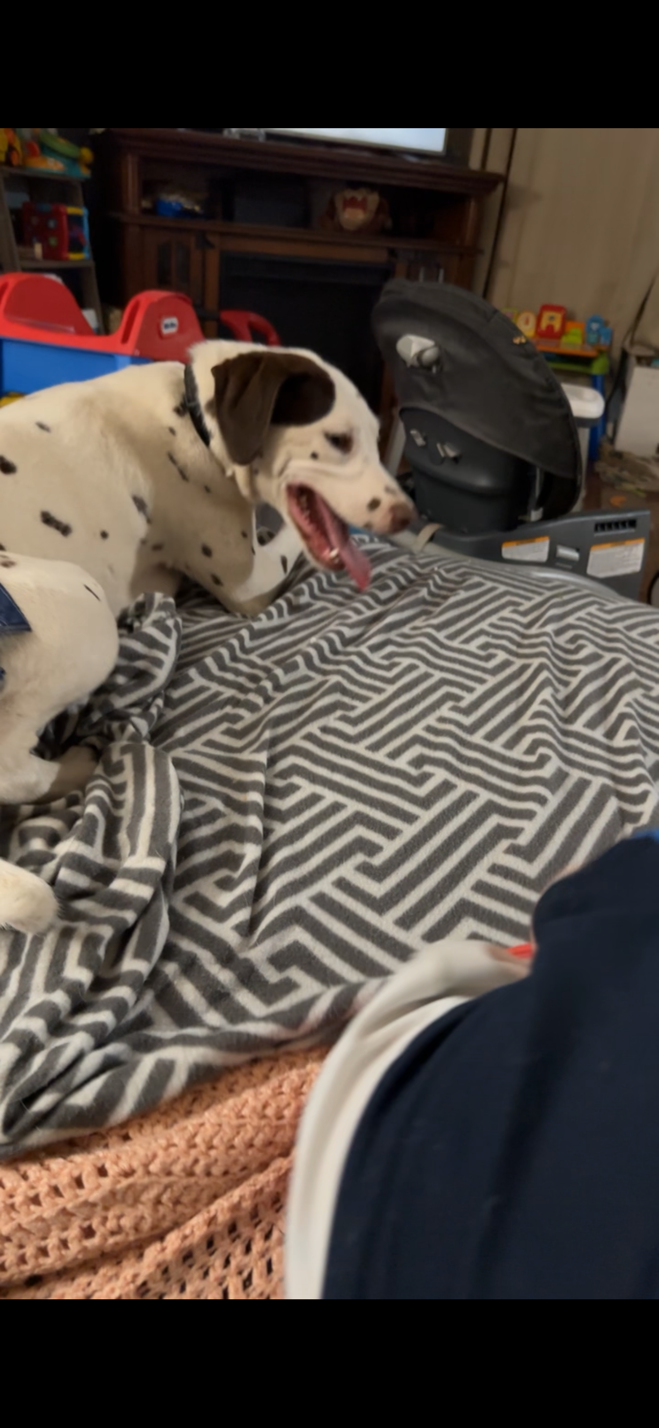Dalmatian image 2