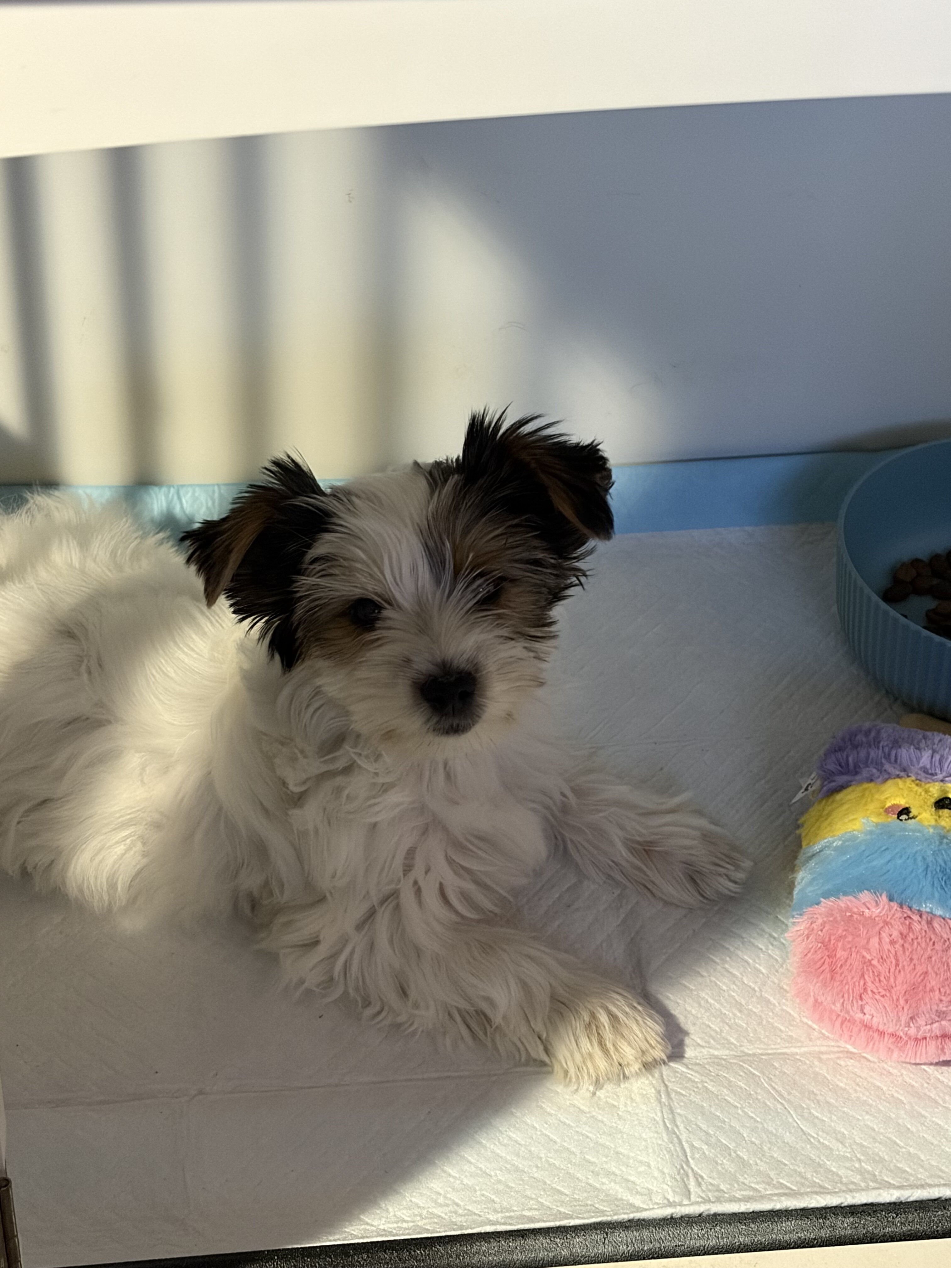 🐾 Yorkshire Terrier (Parti Color) – Female – Reho image 1
