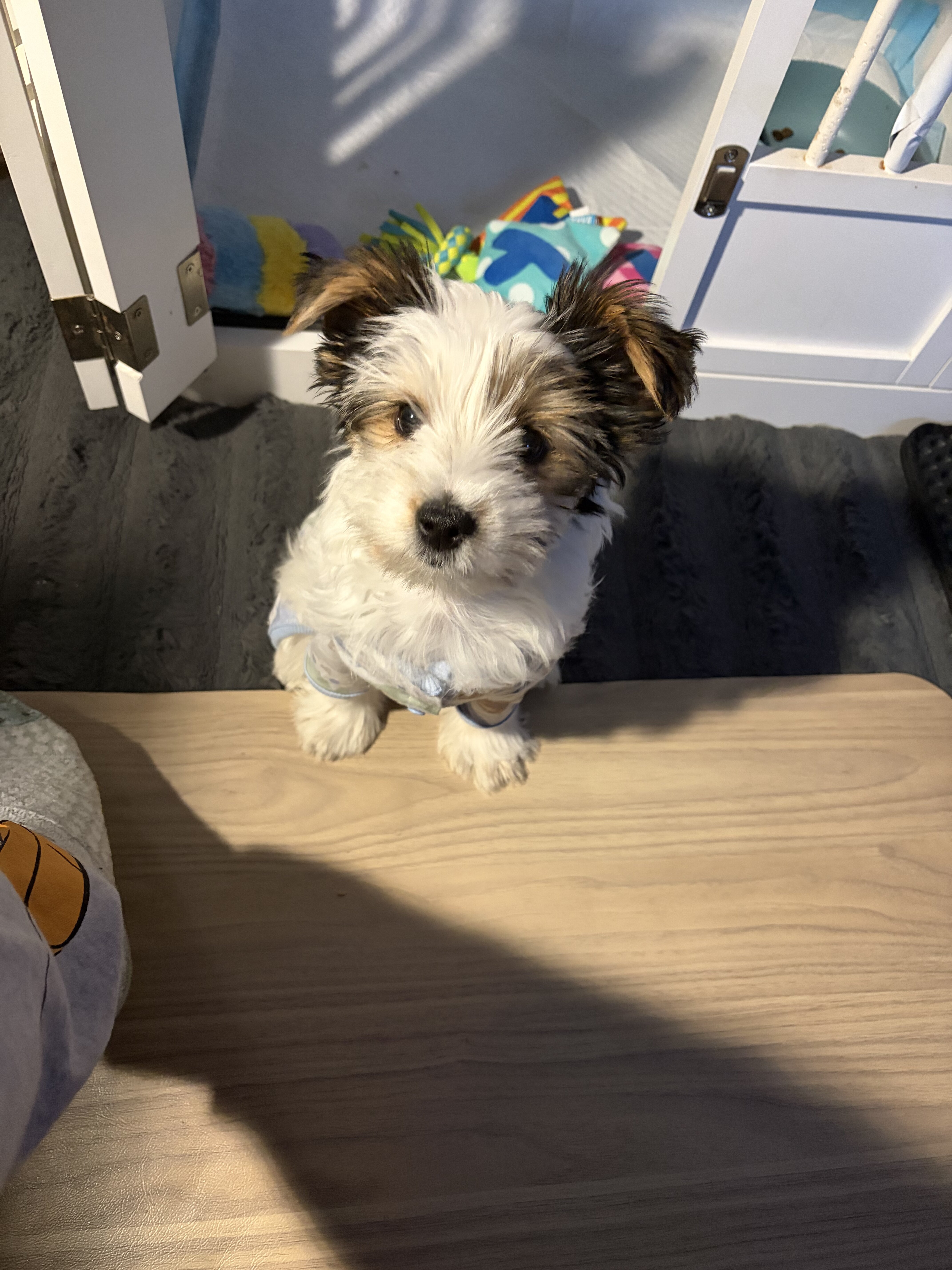 🐾 Yorkshire Terrier (Parti Color) – Female – Reho image 2