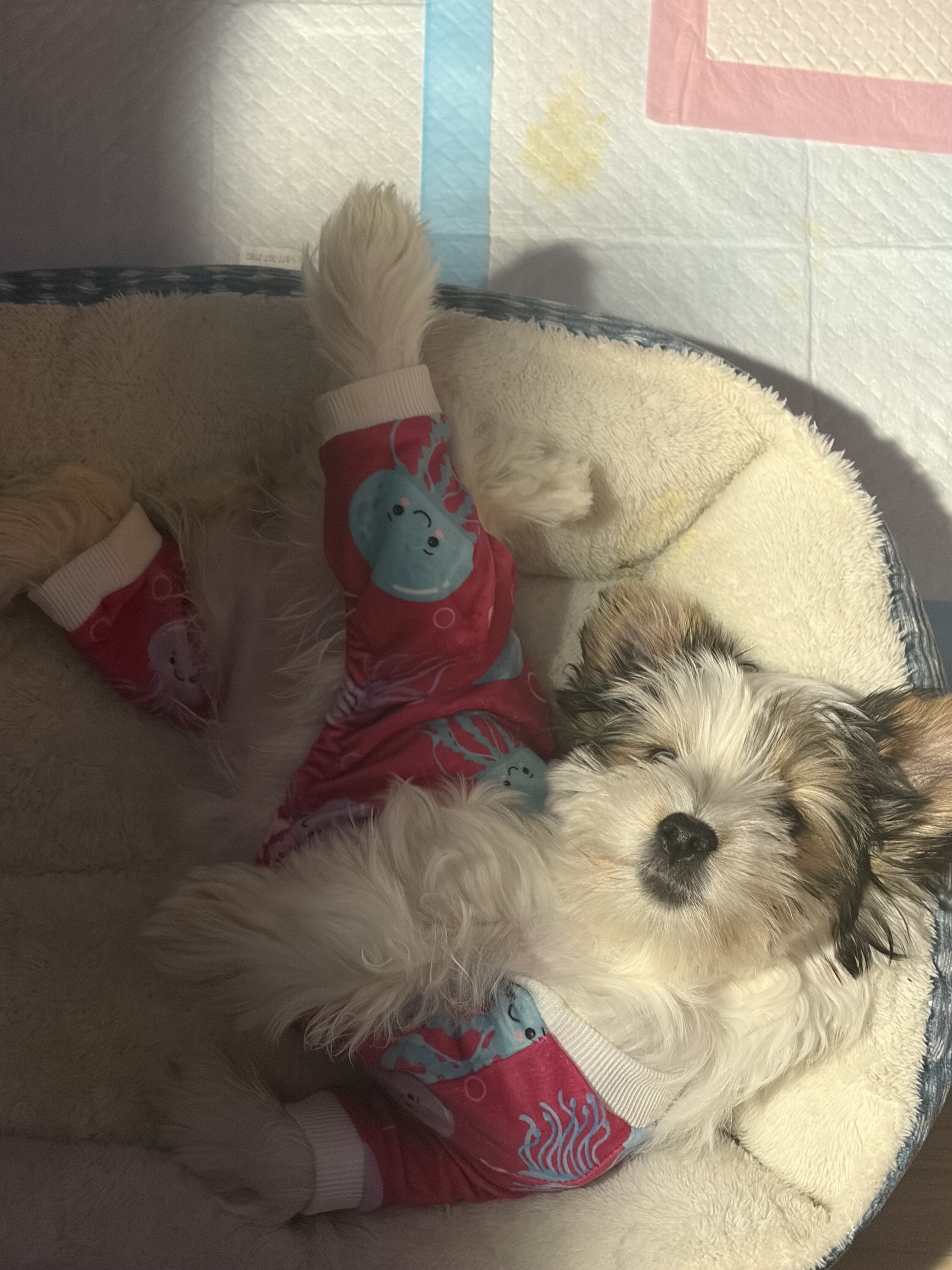 🐾 Yorkshire Terrier (Parti Color) – Female – Reho image 3