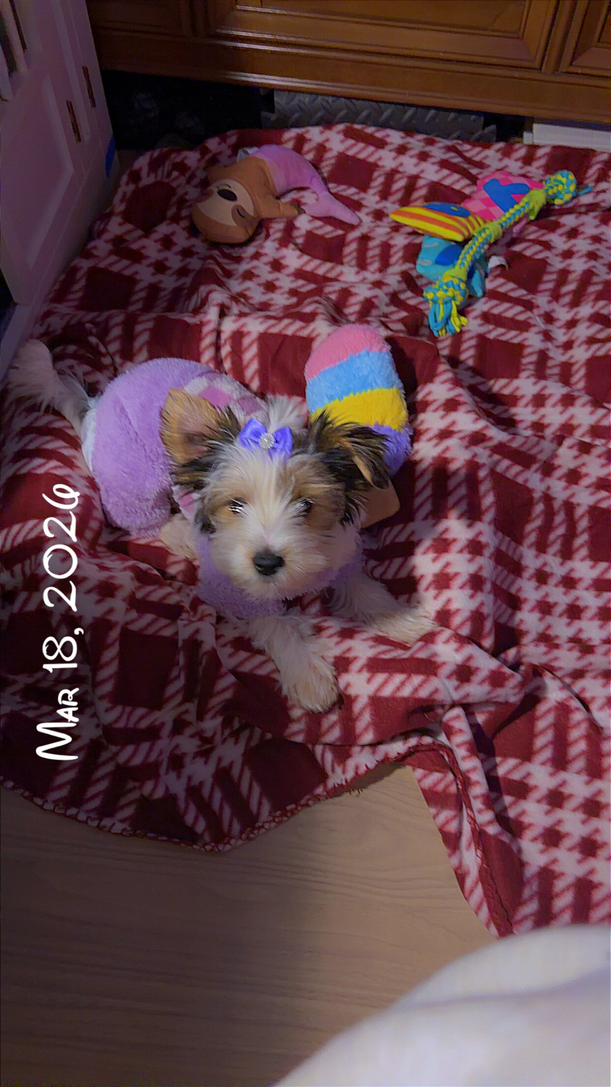 🐾 Yorkshire Terrier (Parti Color) – Female – Reho image 5