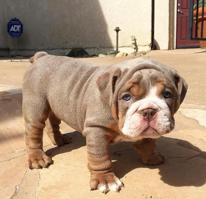 English bulldog puppies image 1