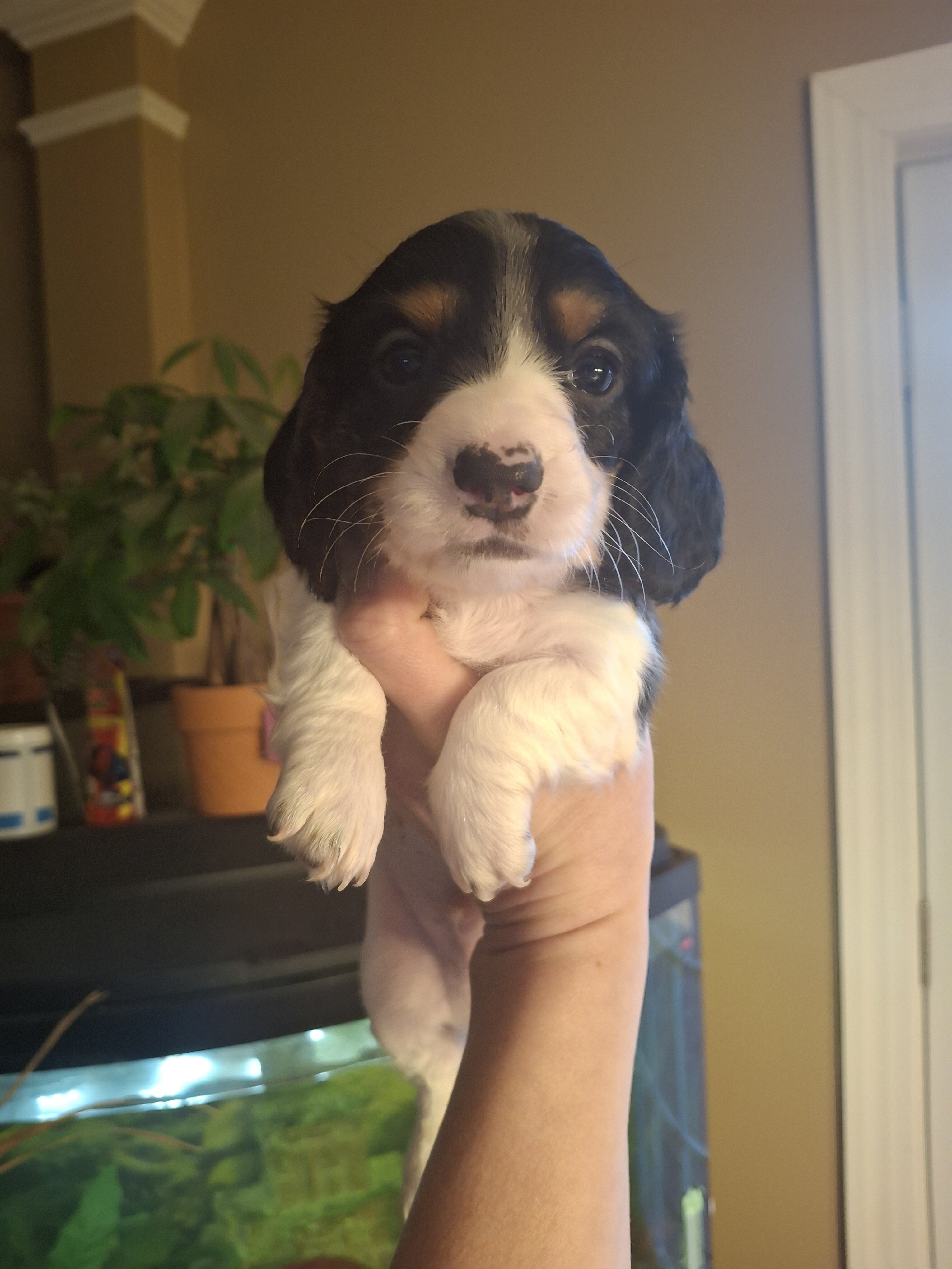 Mini doxen puppies image 3
