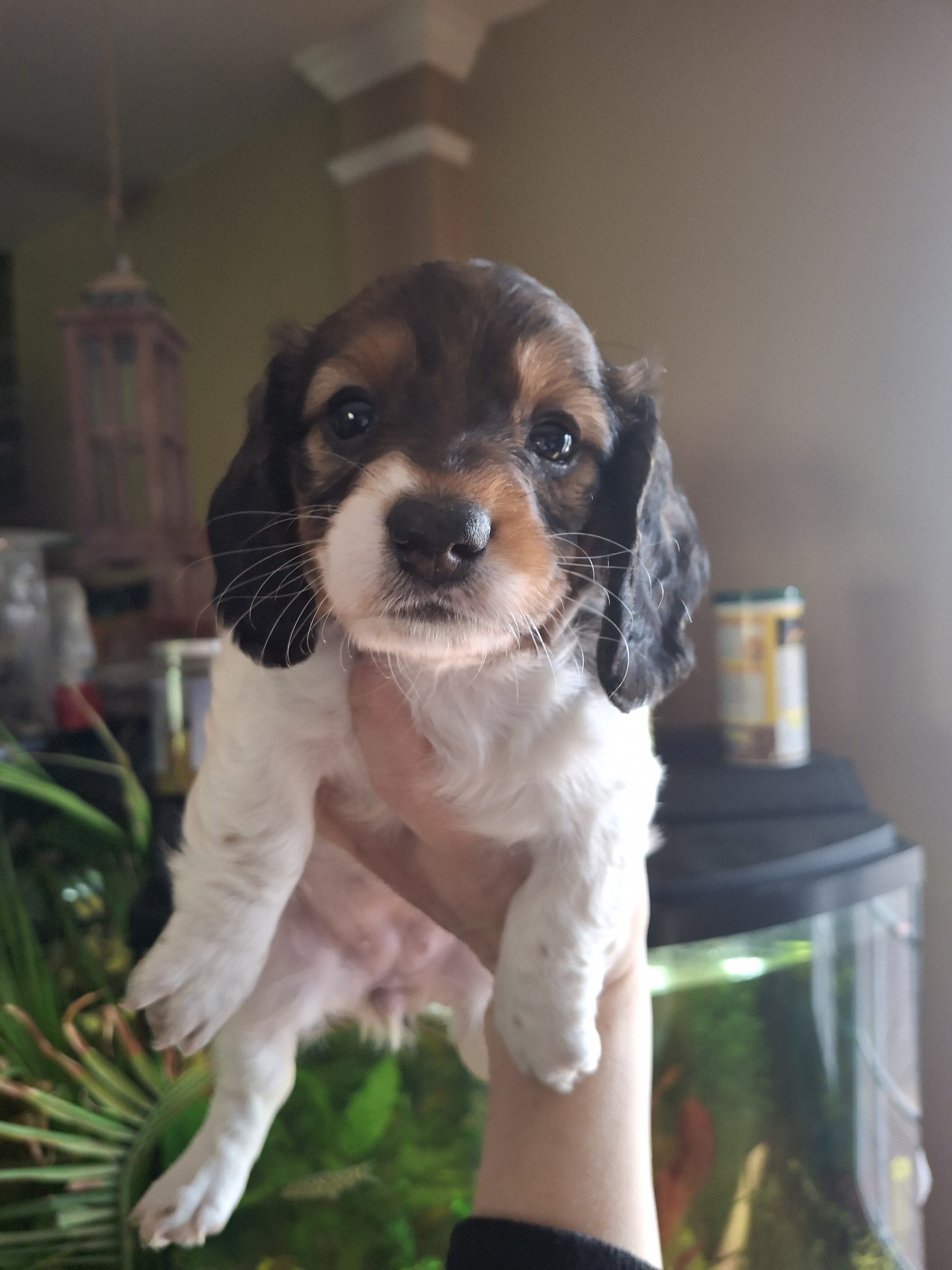 Mini doxen puppies image 2