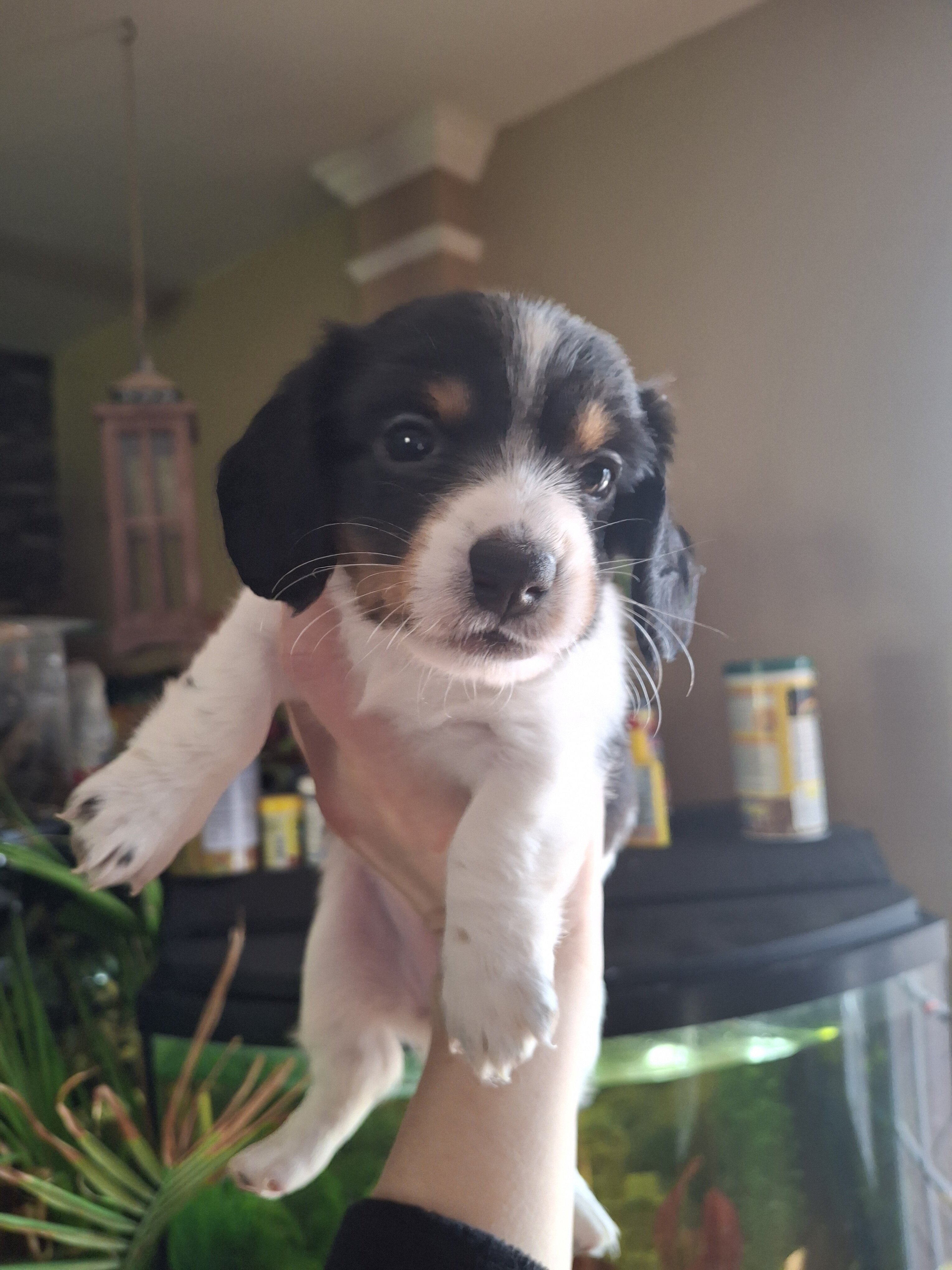Mini doxen puppies image 1