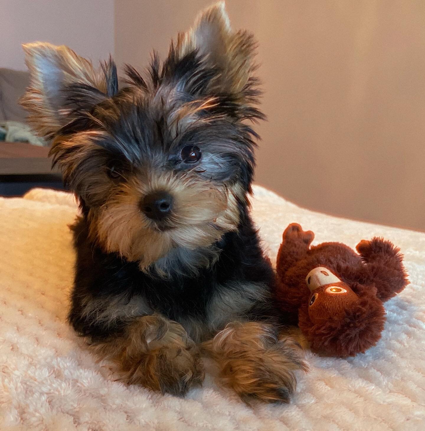 Female Teacup Yorkie Puppy image 1