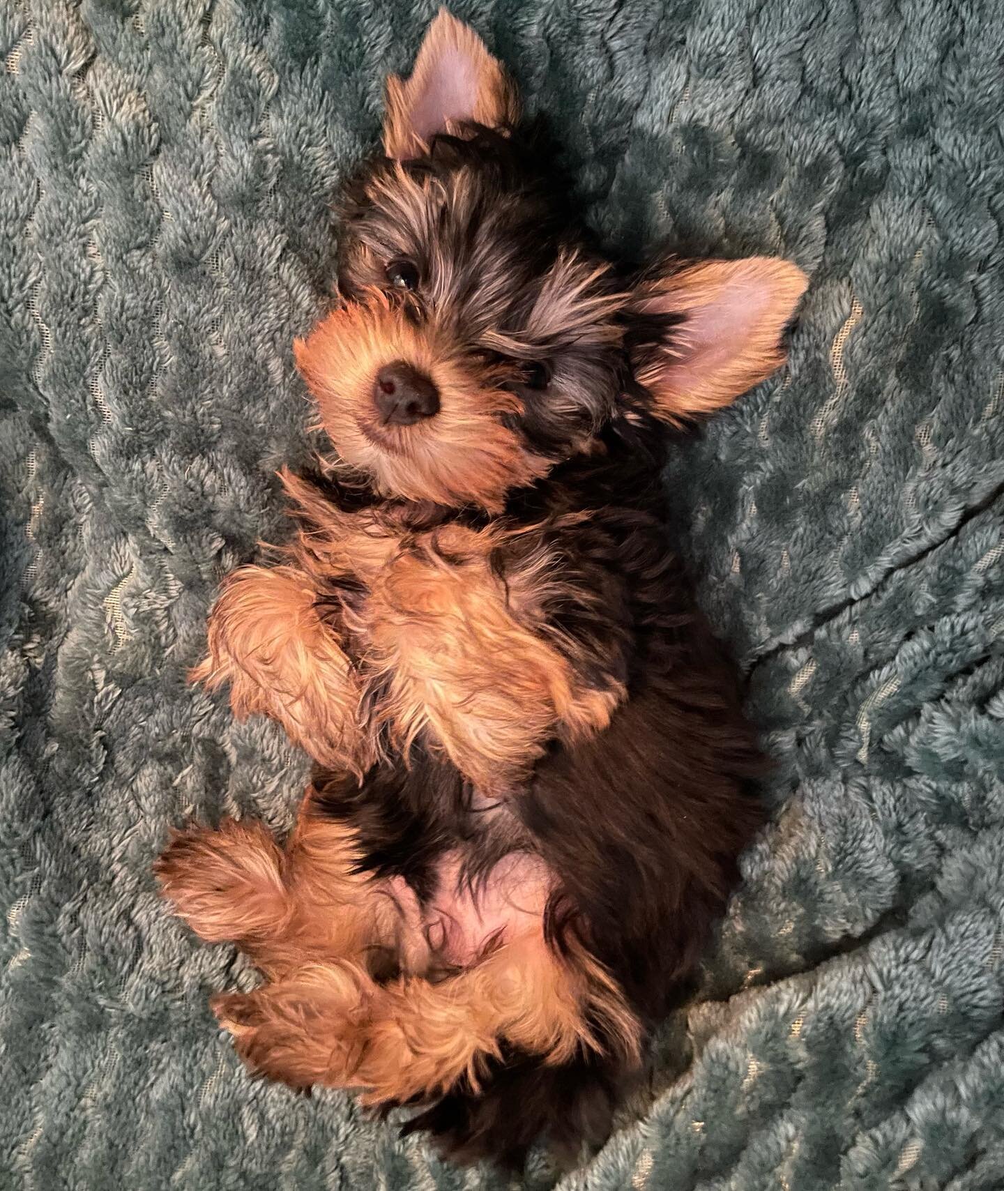 Female Teacup Yorkie Puppy image 2