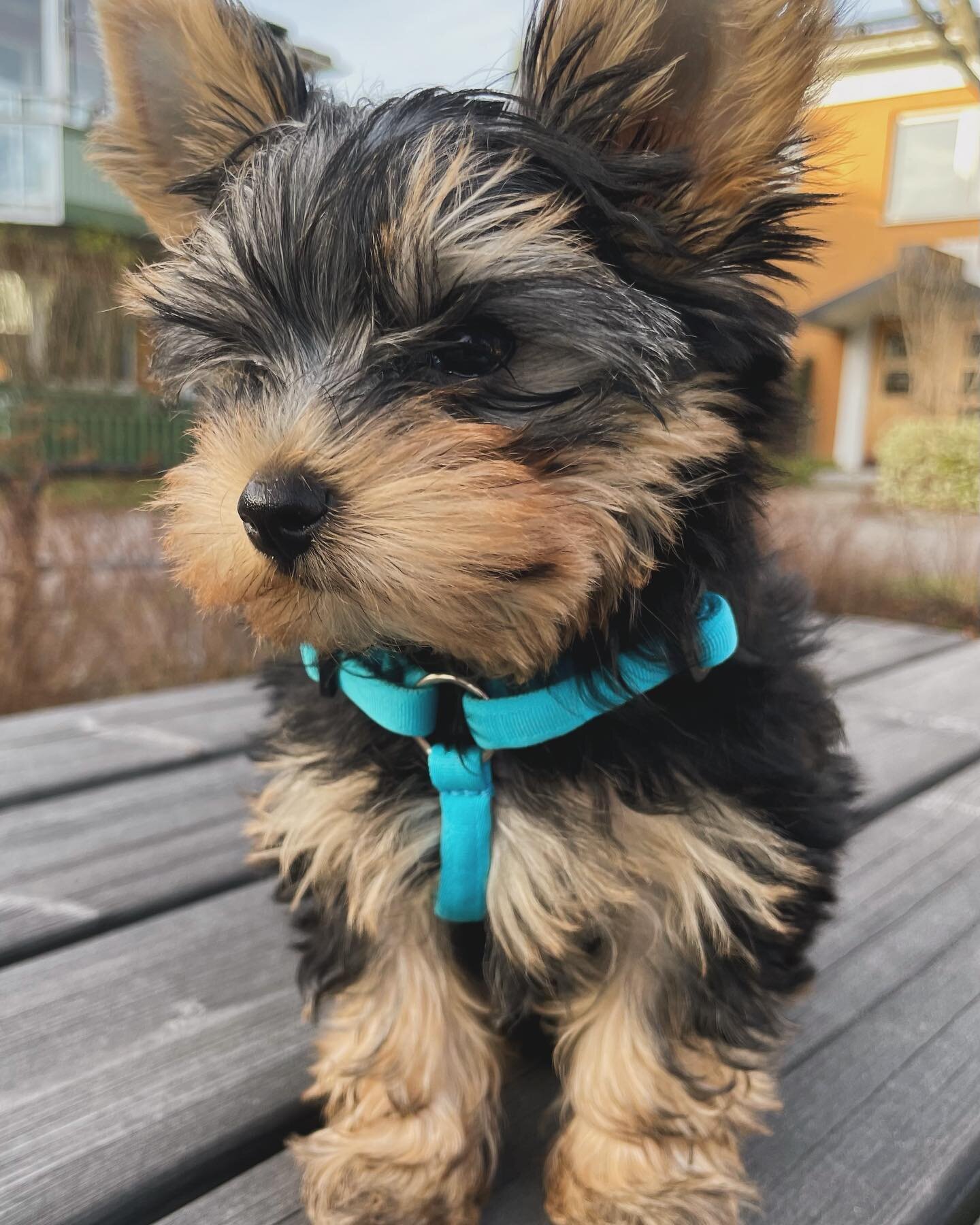 Female Teacup Yorkie Puppy image 3