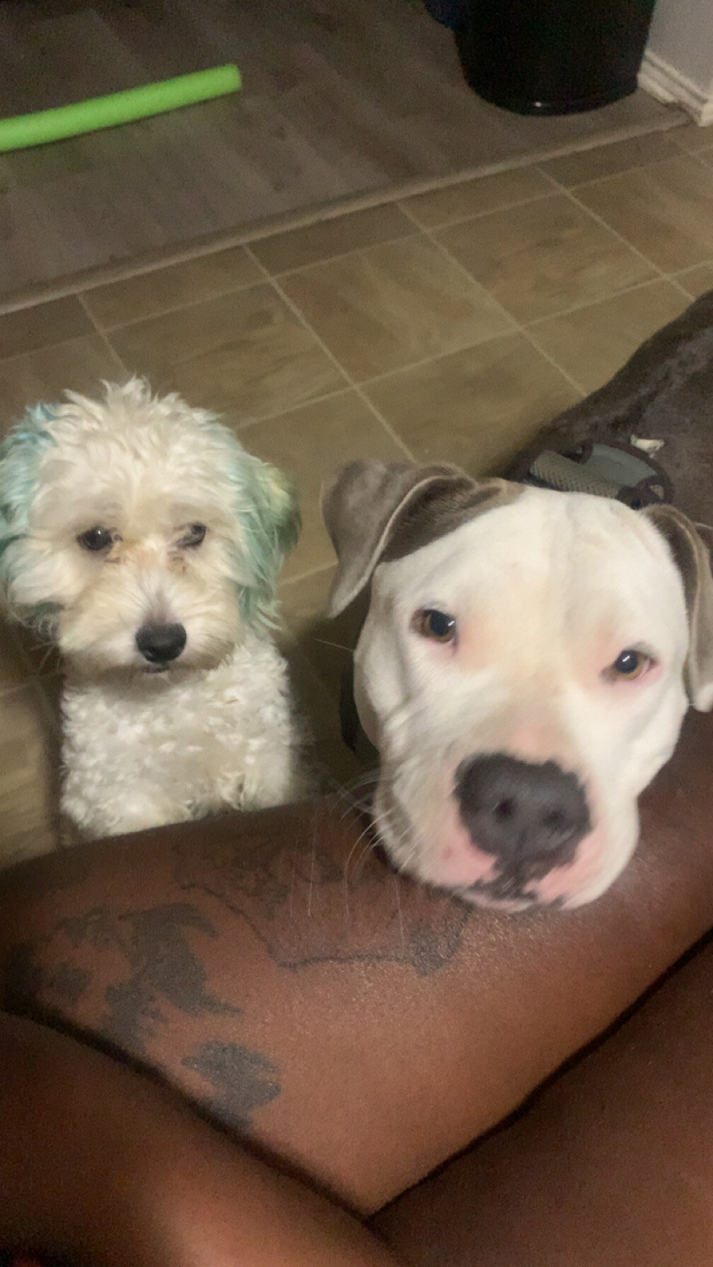 Maltipoo image 1