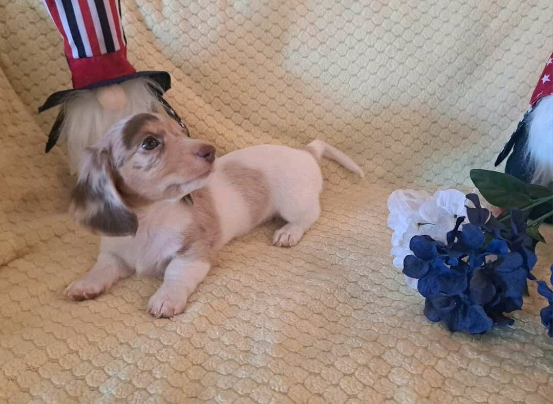 Mini long Dachshunds pups image 3
