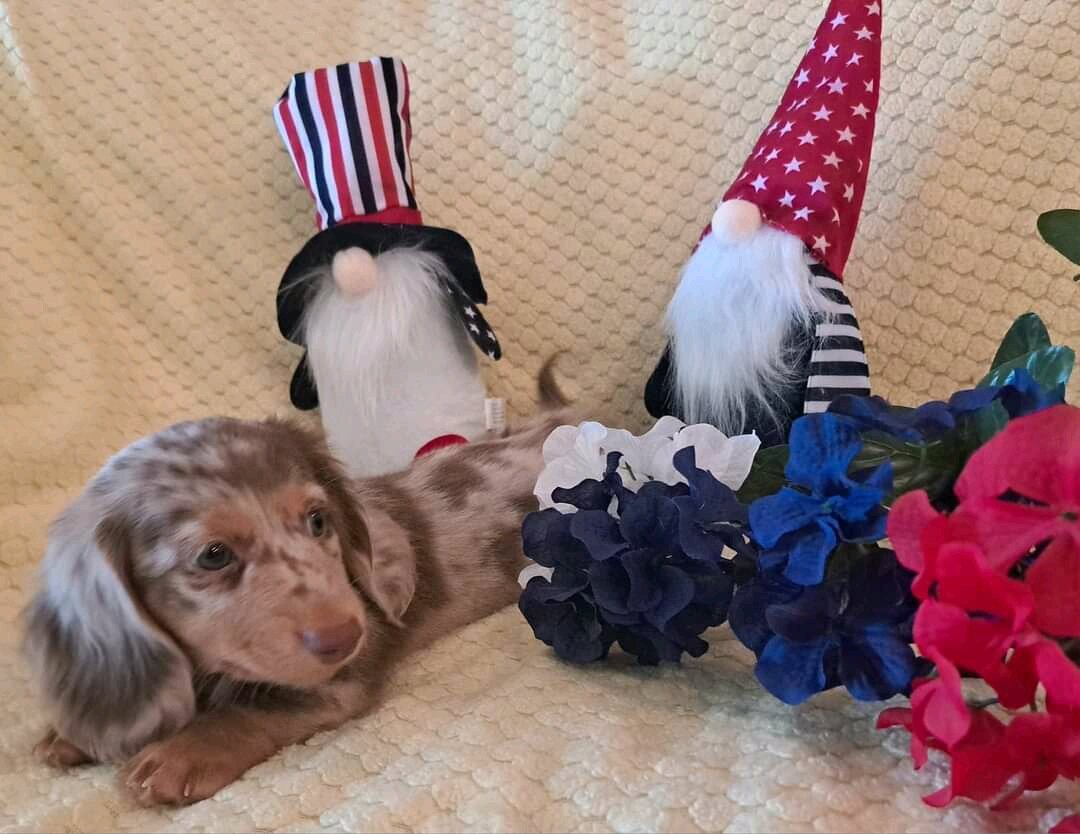 Mini long Dachshunds pups image 4