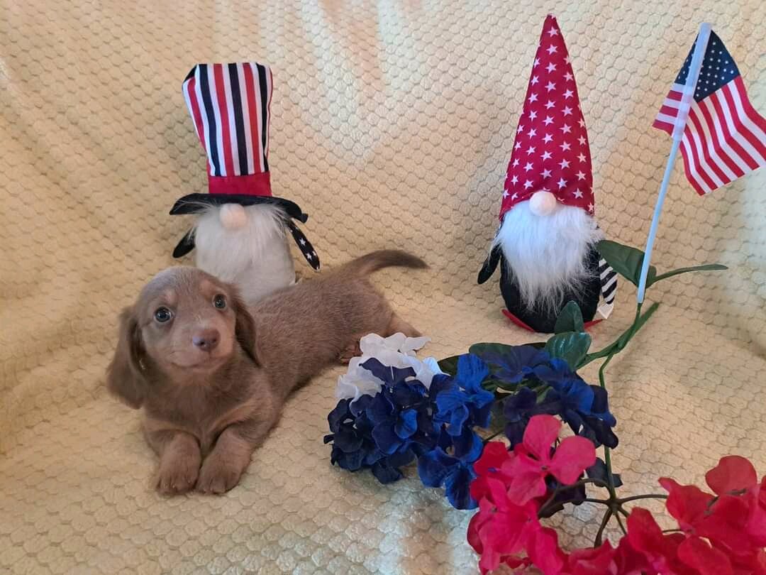 Mini long Dachshunds pups image 1