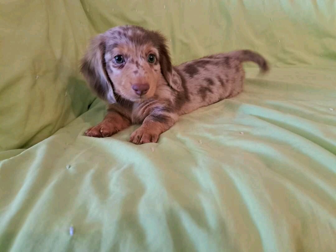 Mini long Dachshunds pups image 5