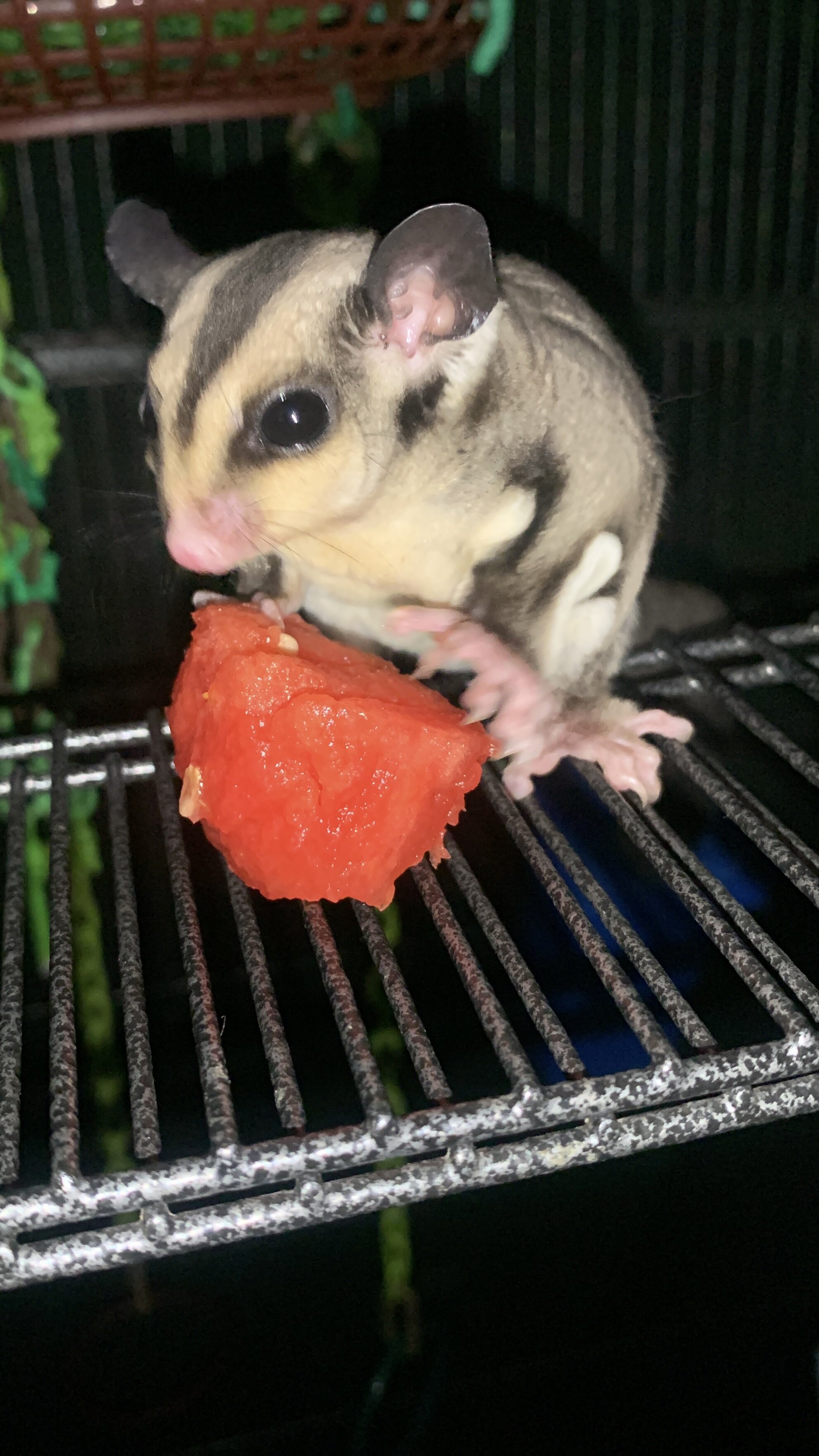 Sugar Gliders image 3