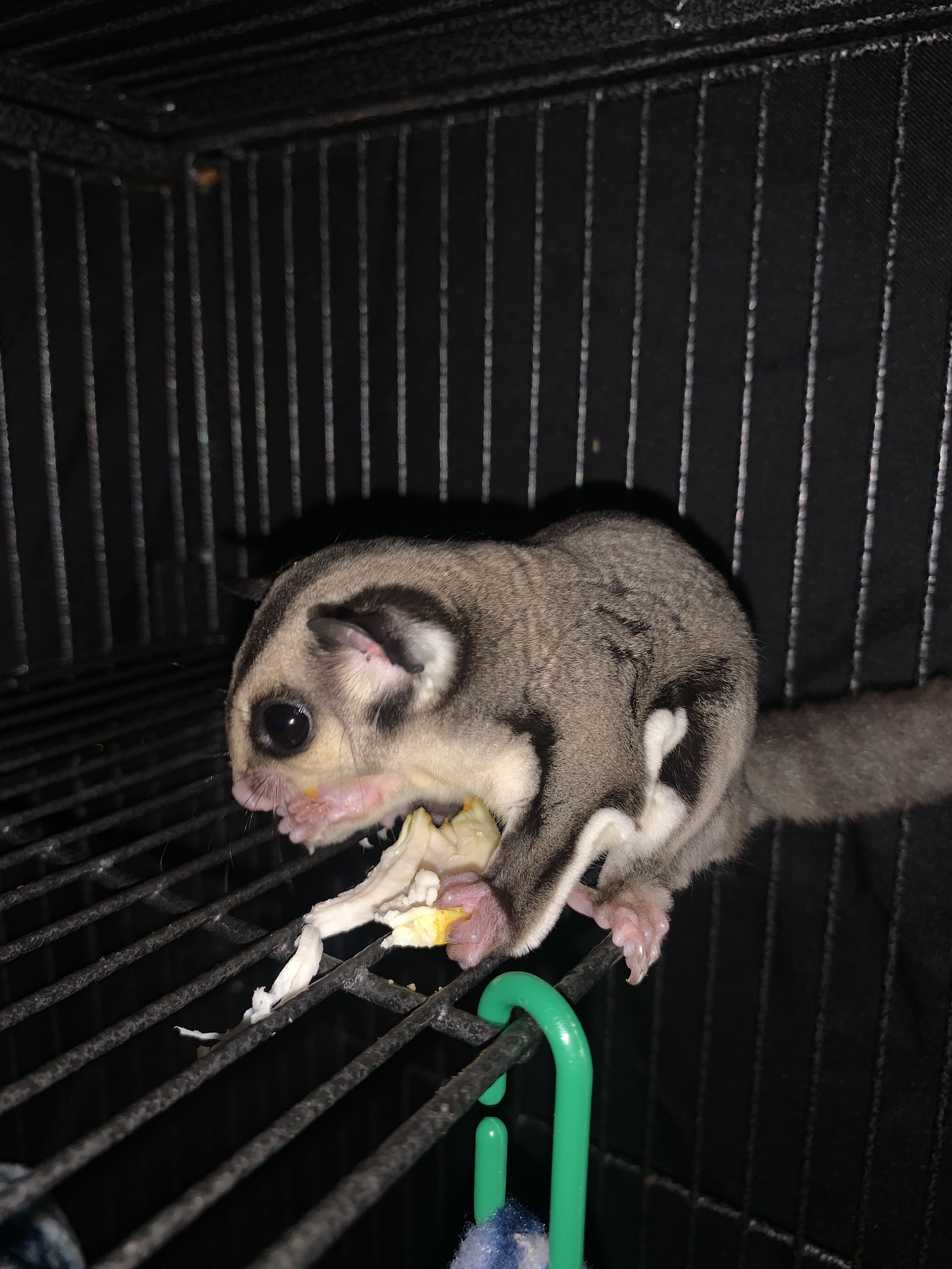 Sugar Gliders image 2