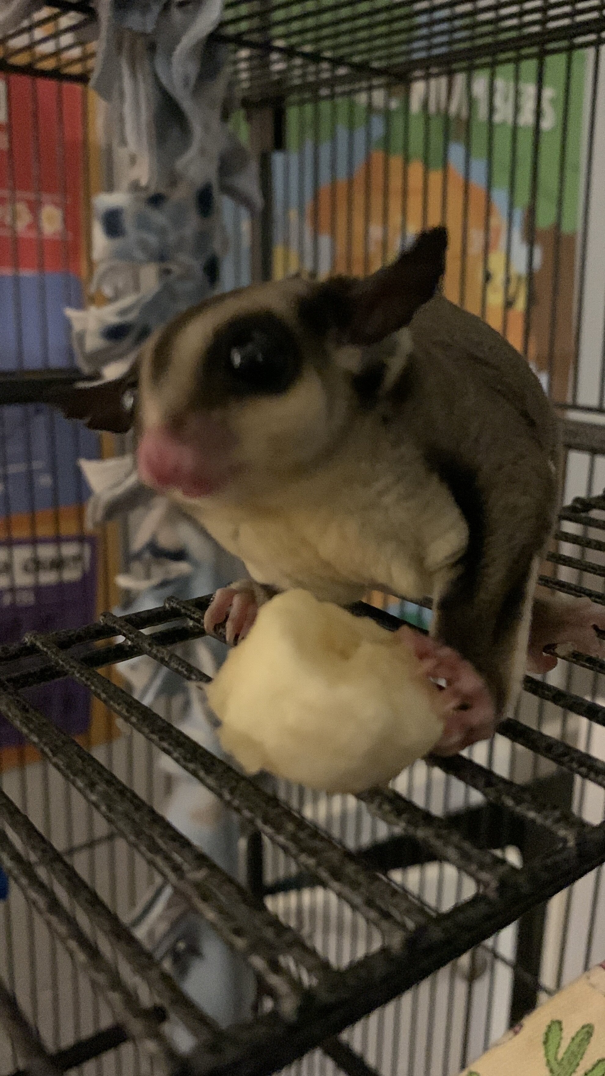 Sugar Gliders image 1