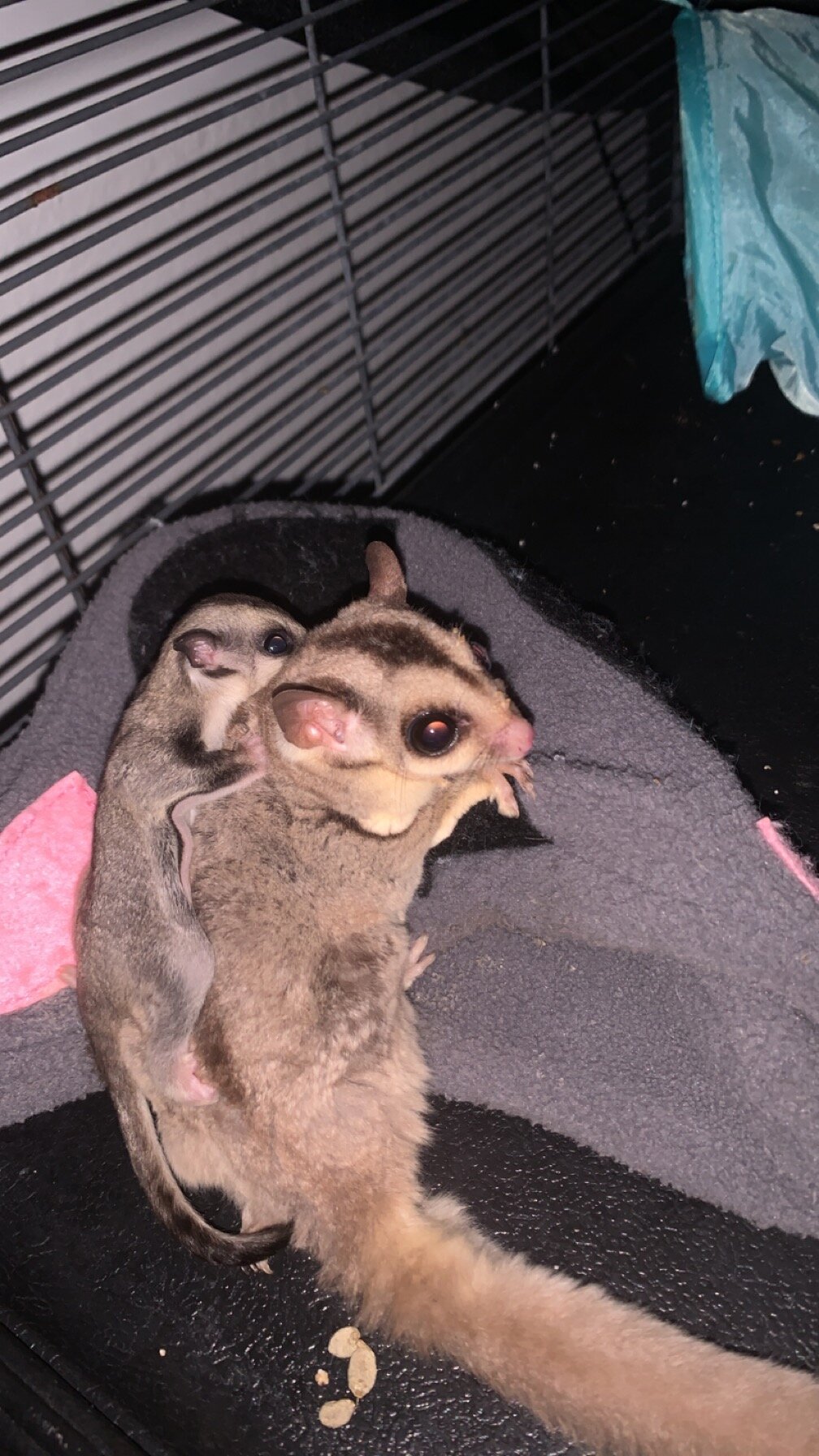 Sugar Gliders image 4