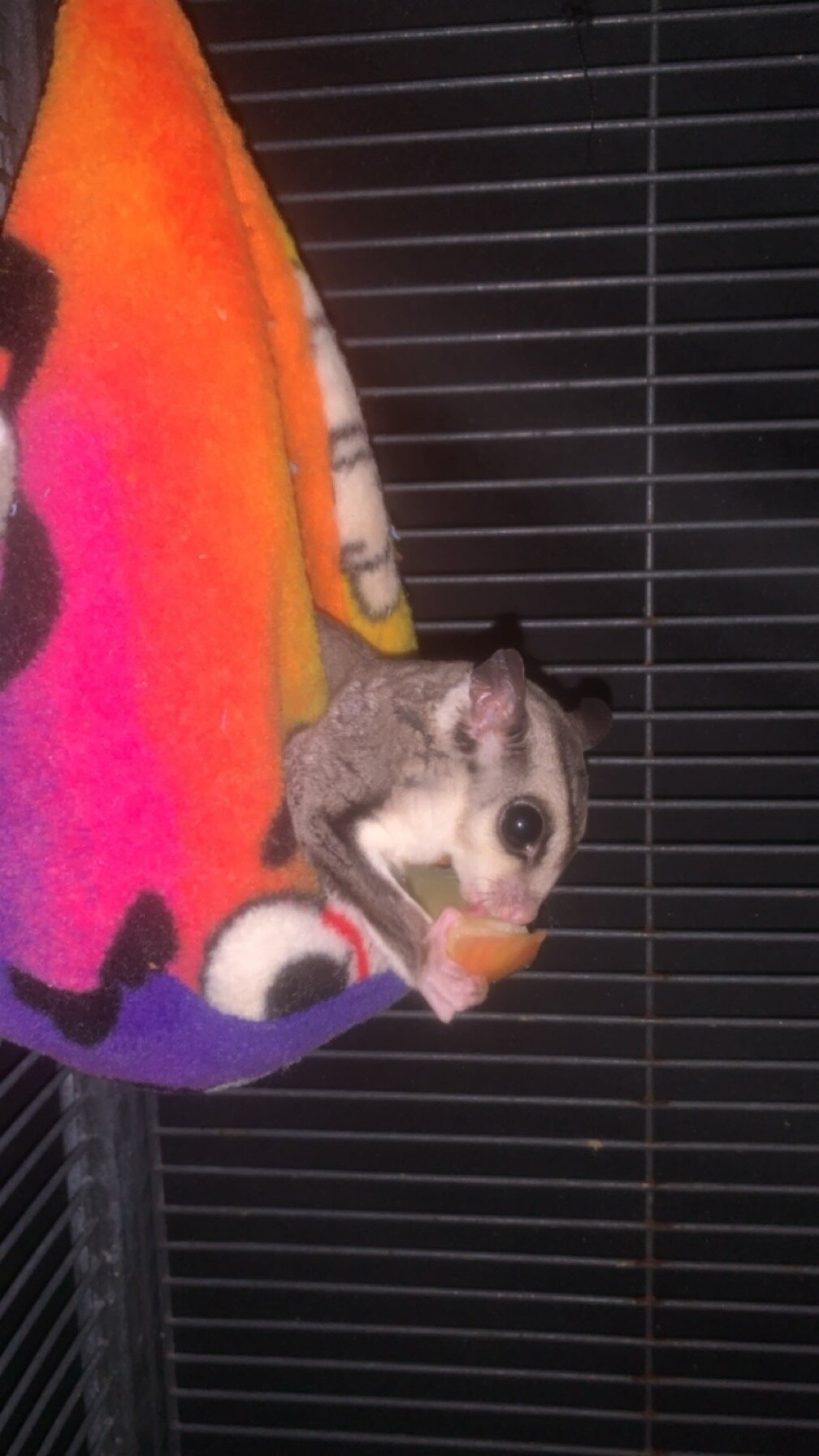 Sugar Gliders image 5
