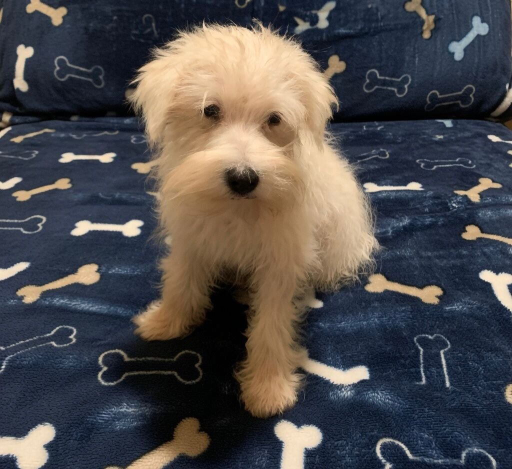 Beautiful White Male Mini Schnauzer Puppy image 1