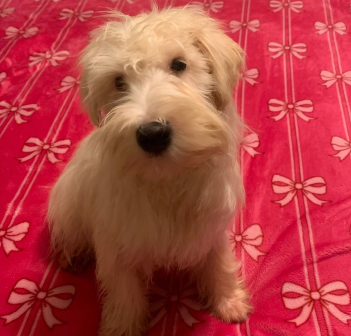 Beautiful Female Mini Schnauzer Puppy image 1