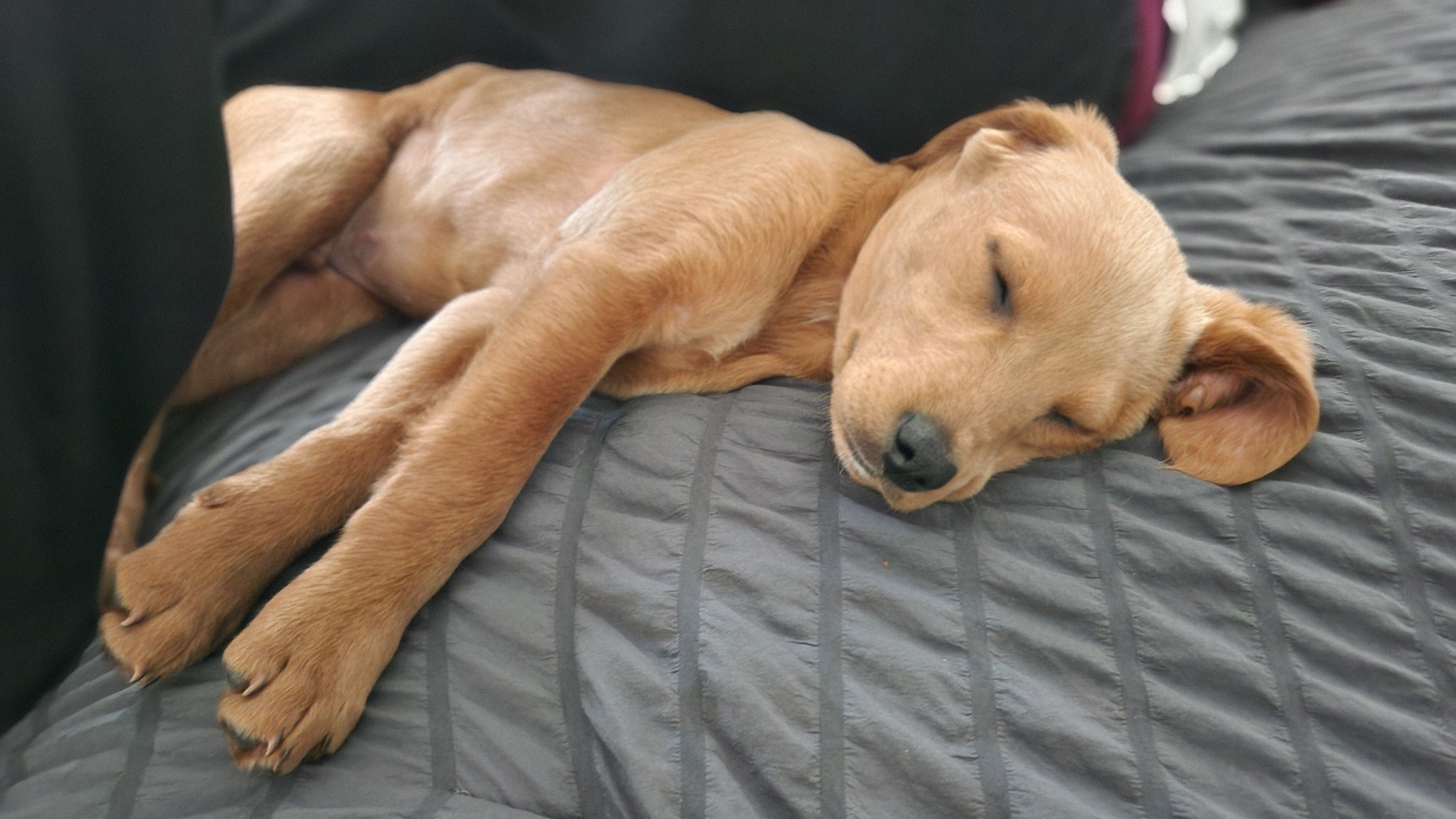 Red bone coon mix with lab puppy image 1