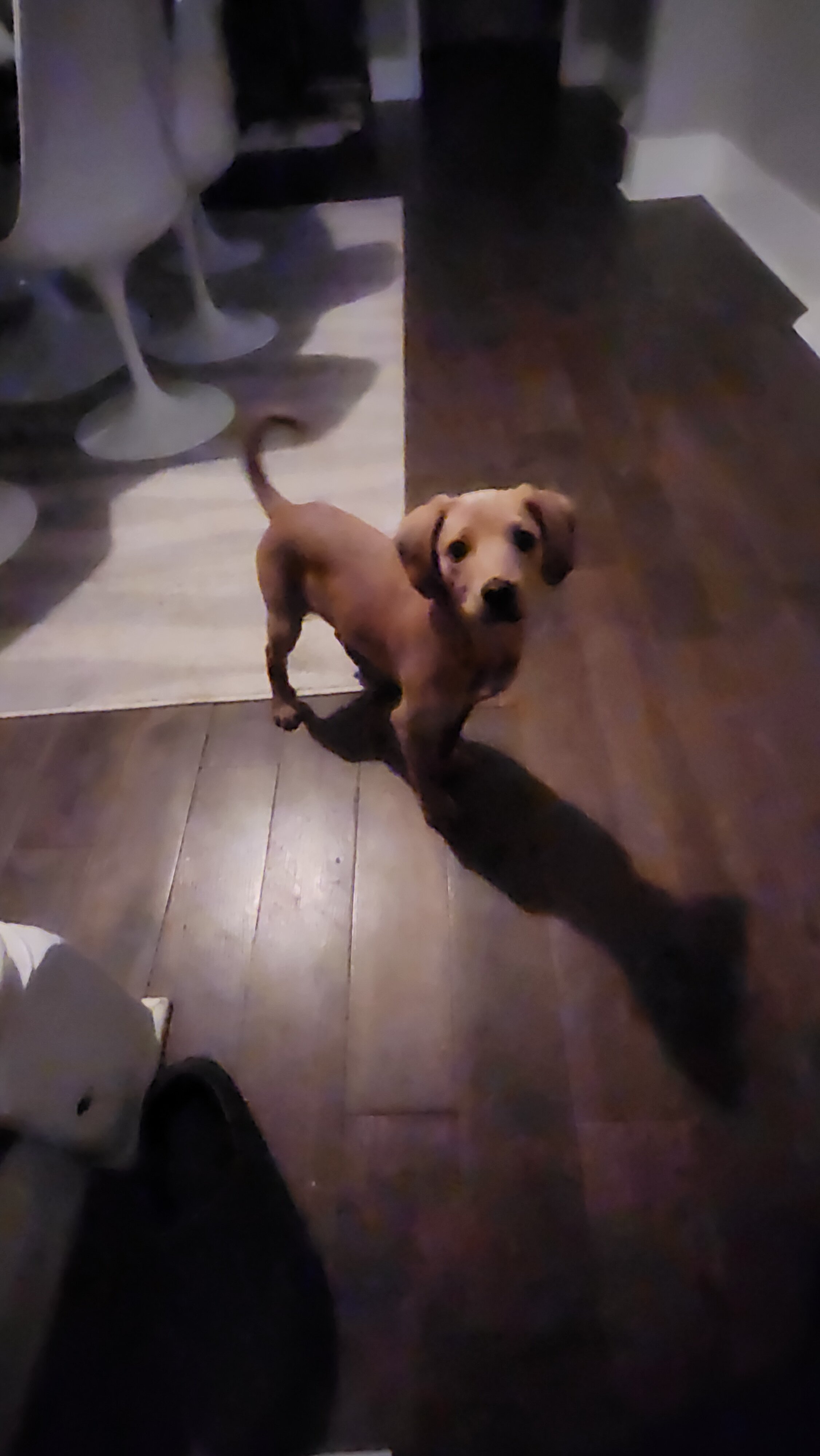 Red bone coon mix with lab puppy image 5