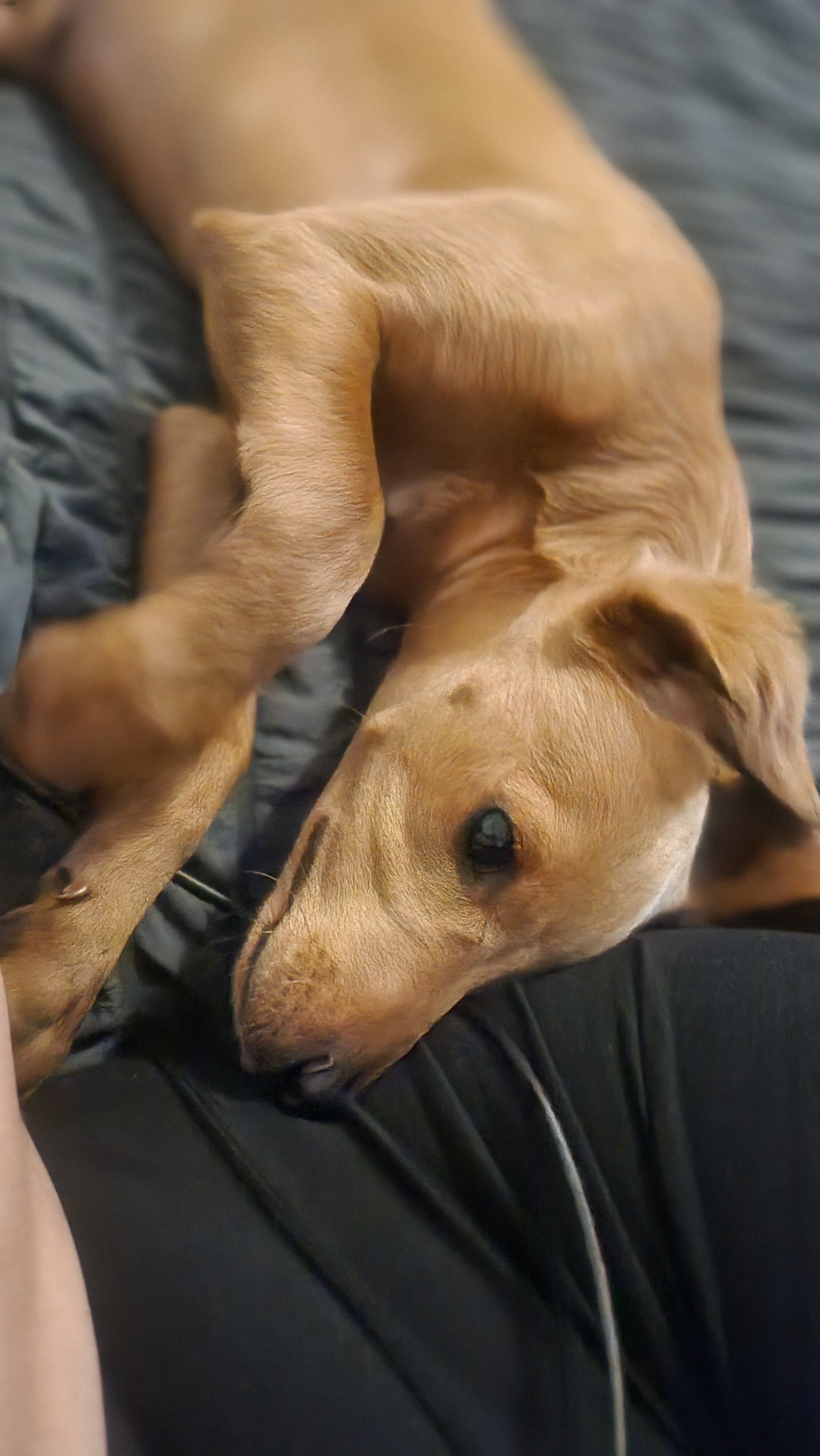 Red bone coon mix with lab puppy image 9