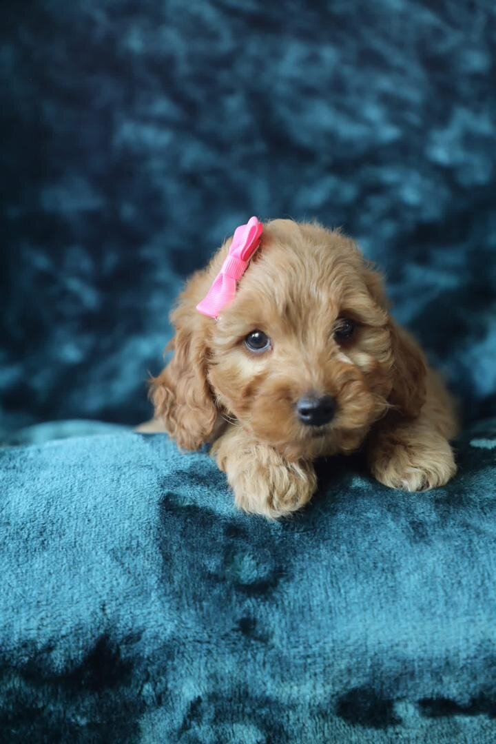 F1b Micro Mini Goldendoodles image 3